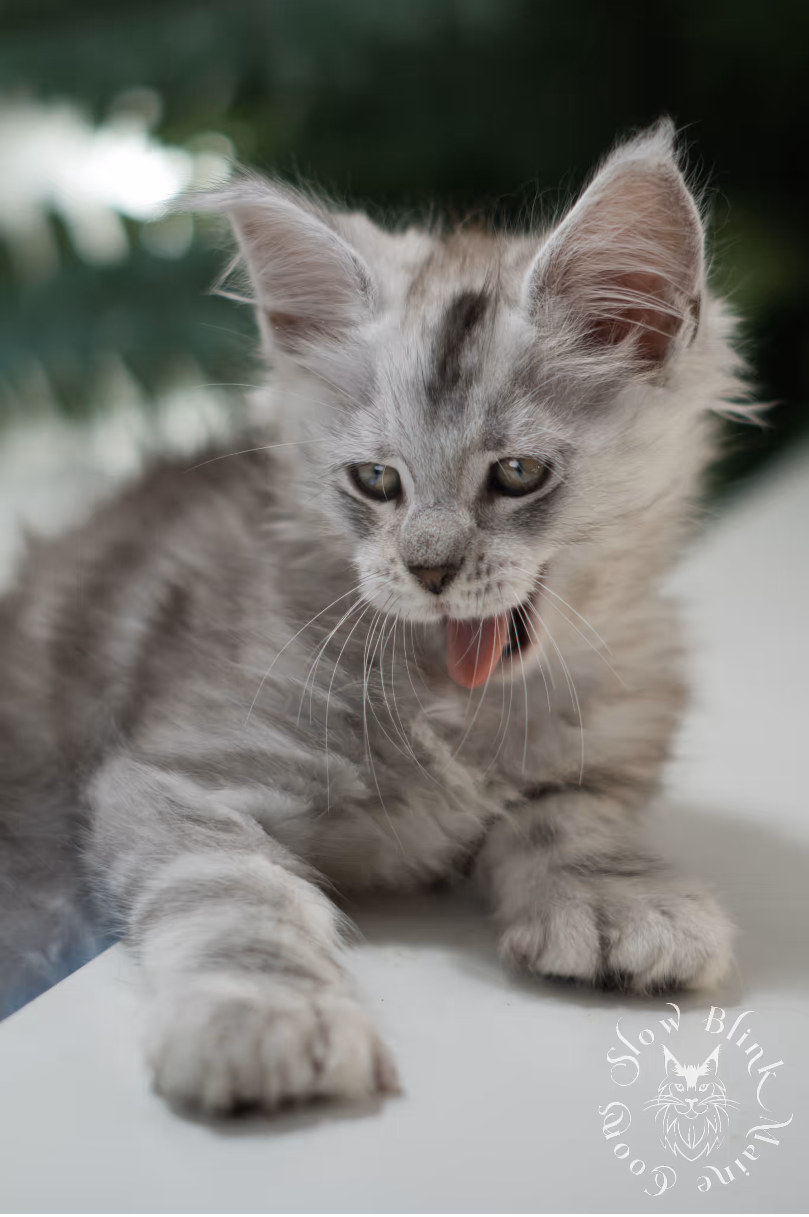 black high silver tabby | maine coon kitten | ems code mcp ns 25 | taken feb 2025 | poly | age 6 weeks | male High Silver Maine Coon Kittens > black high silver tabby | maine coon kitten | ems code mcp ns 25 | taken feb 2025 | poly | age 6 weeks | male | idx 01