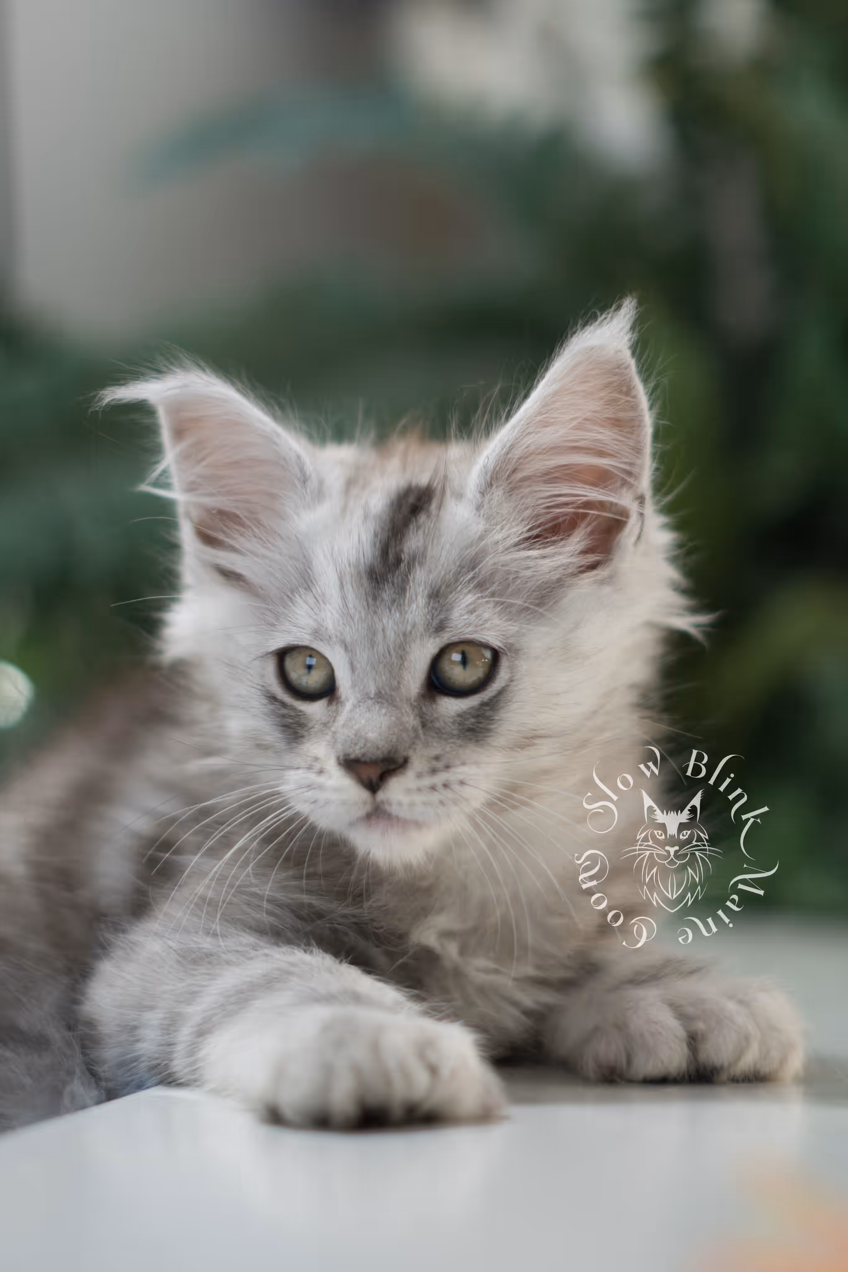 black high silver tabby | maine coon kitten | ems code mcp ns 25 | taken feb 2025 | poly | age 6 weeks | male High Silver Maine Coon Kittens > black high silver tabby | maine coon kitten | ems code mcp ns 25 | taken feb 2025 | poly | age 6 weeks | male | idx 02