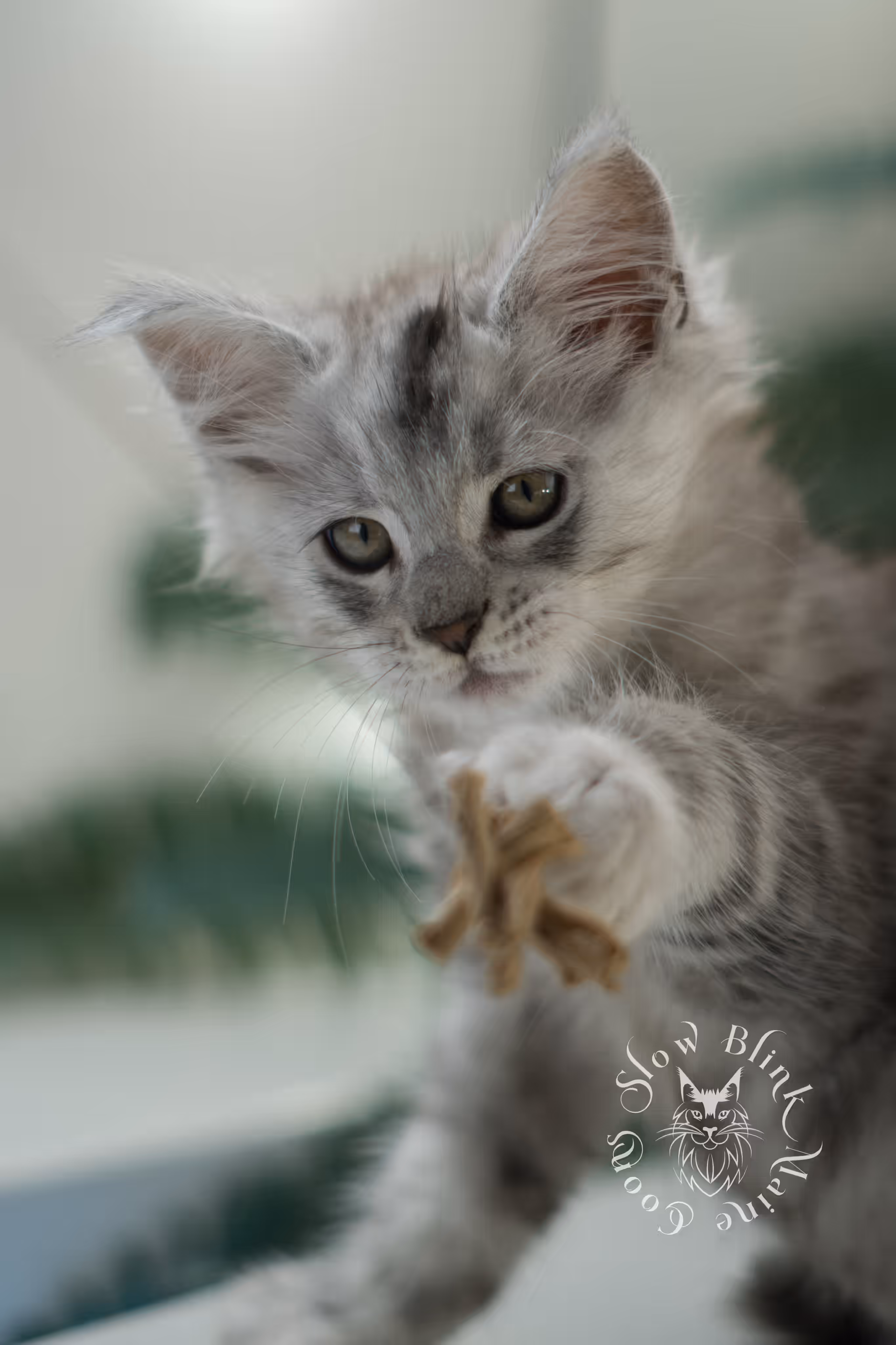 black high silver tabby | maine coon kitten | ems code mcp ns 25 | taken feb 2025 | poly | age 6 weeks | male High Silver Maine Coon Kittens > black high silver tabby | maine coon kitten | ems code mcp ns 25 | taken feb 2025 | poly | age 6 weeks | male | idx 03
