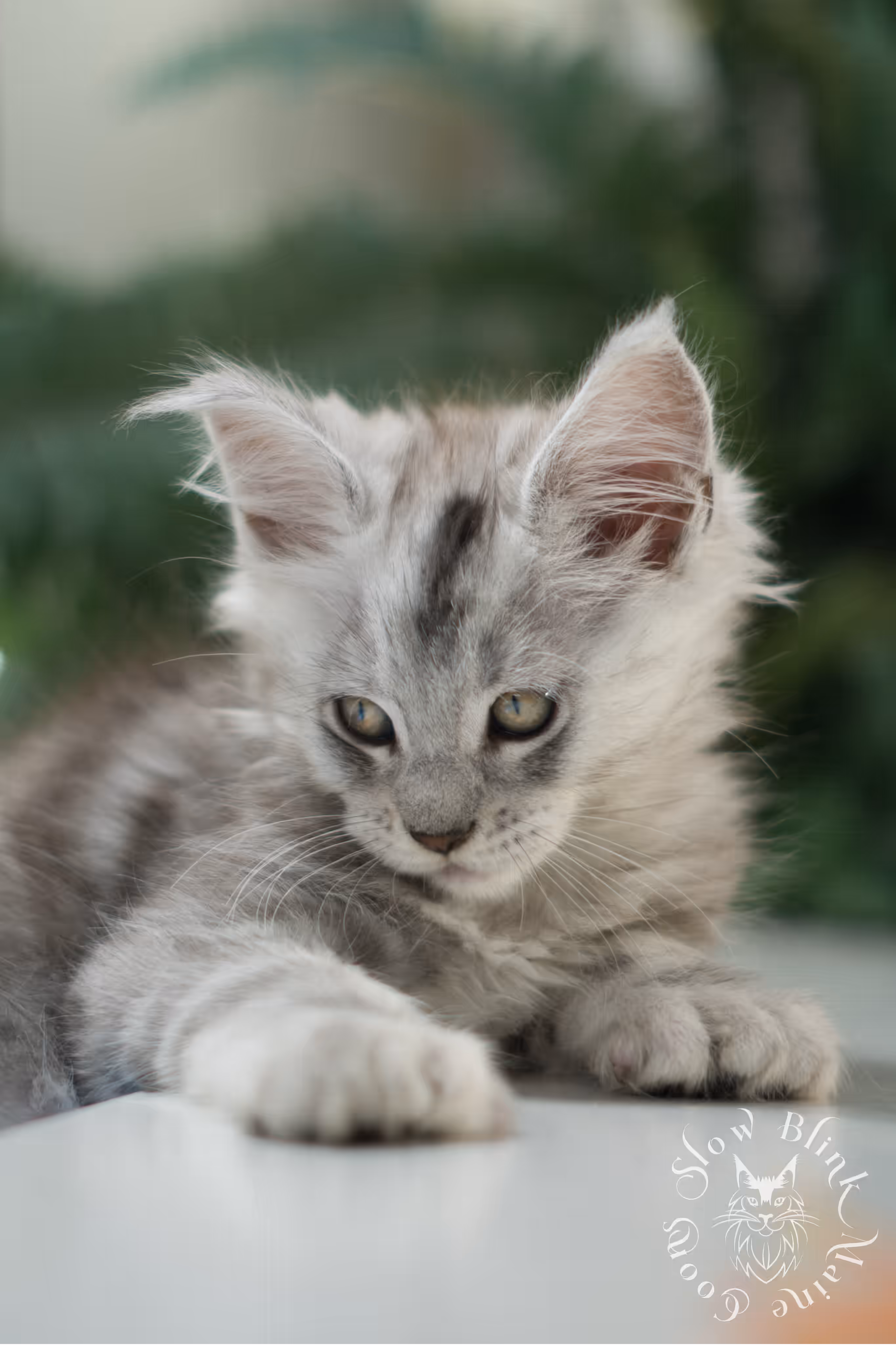 black high silver tabby | maine coon kitten | ems code mcp ns 25 | taken feb 2025 | poly | age 6 weeks | male High Silver Maine Coon Kittens > black high silver tabby | maine coon kitten | ems code mcp ns 25 | taken feb 2025 | poly | age 6 weeks | male | idx 04