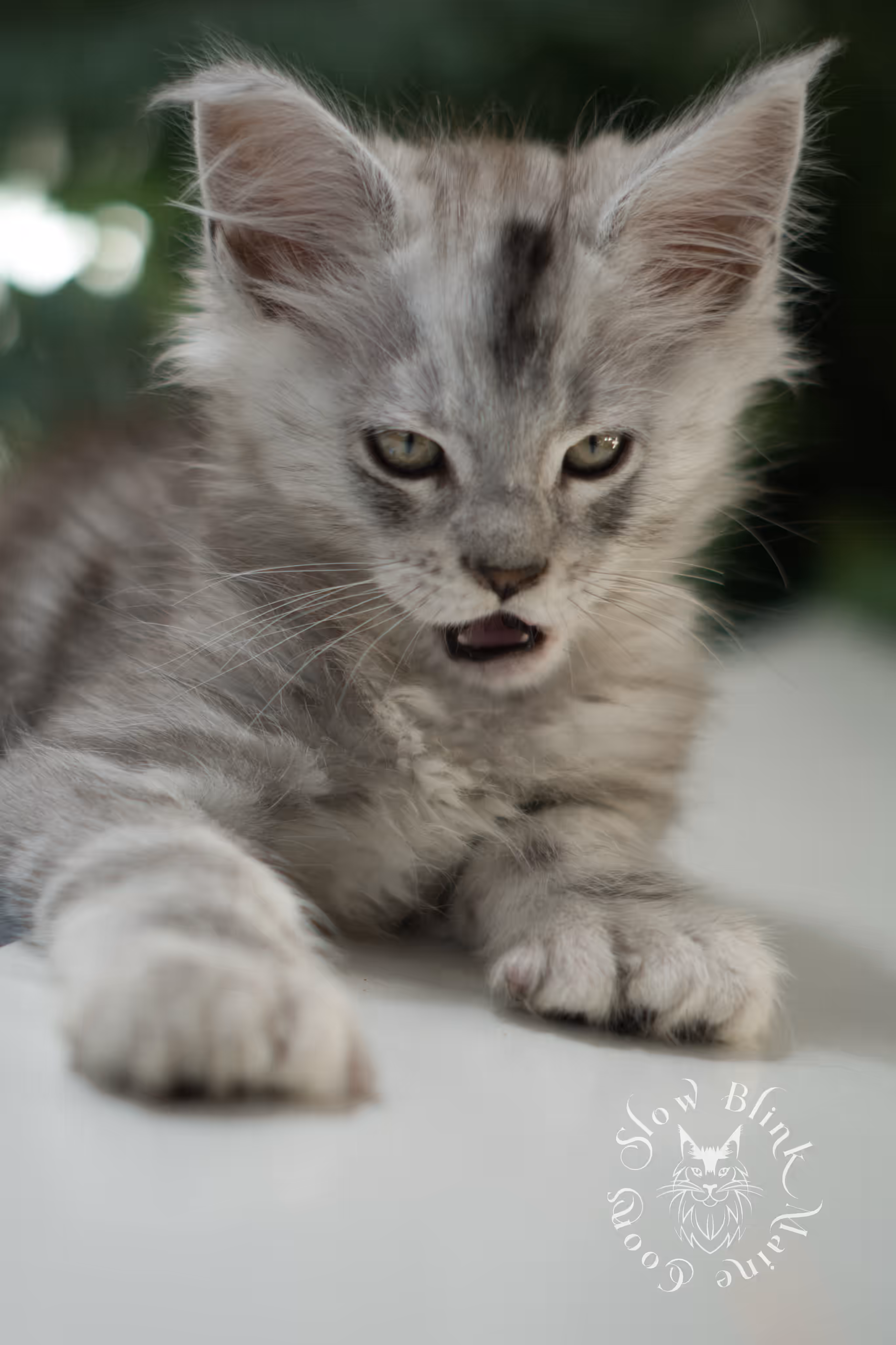 black high silver tabby | maine coon kitten | ems code mcp ns 25 | taken feb 2025 | poly | age 6 weeks | male High Silver Maine Coon Kittens > black high silver tabby | maine coon kitten | ems code mcp ns 25 | taken feb 2025 | poly | age 6 weeks | male | idx 05