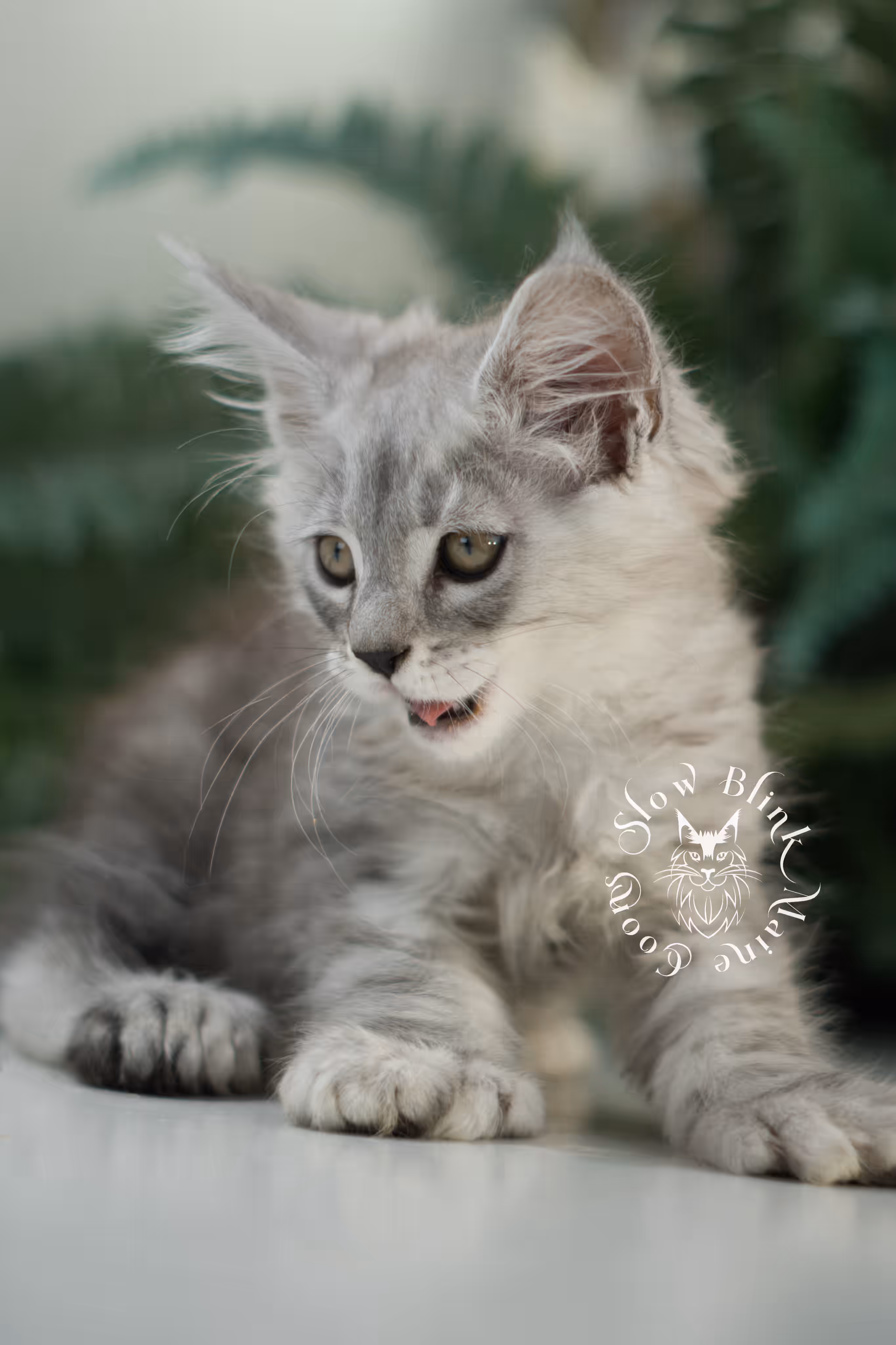 black high silver tabby | maine coon kitten | ems code mcp ns 25 | taken feb 2025 | poly | age 7 weeks | male High Silver Maine Coon Kittens > black high silver tabby | maine coon kitten | ems code mcp ns 25 | taken feb 2025 | poly | age 7 weeks | male | idx 01 1