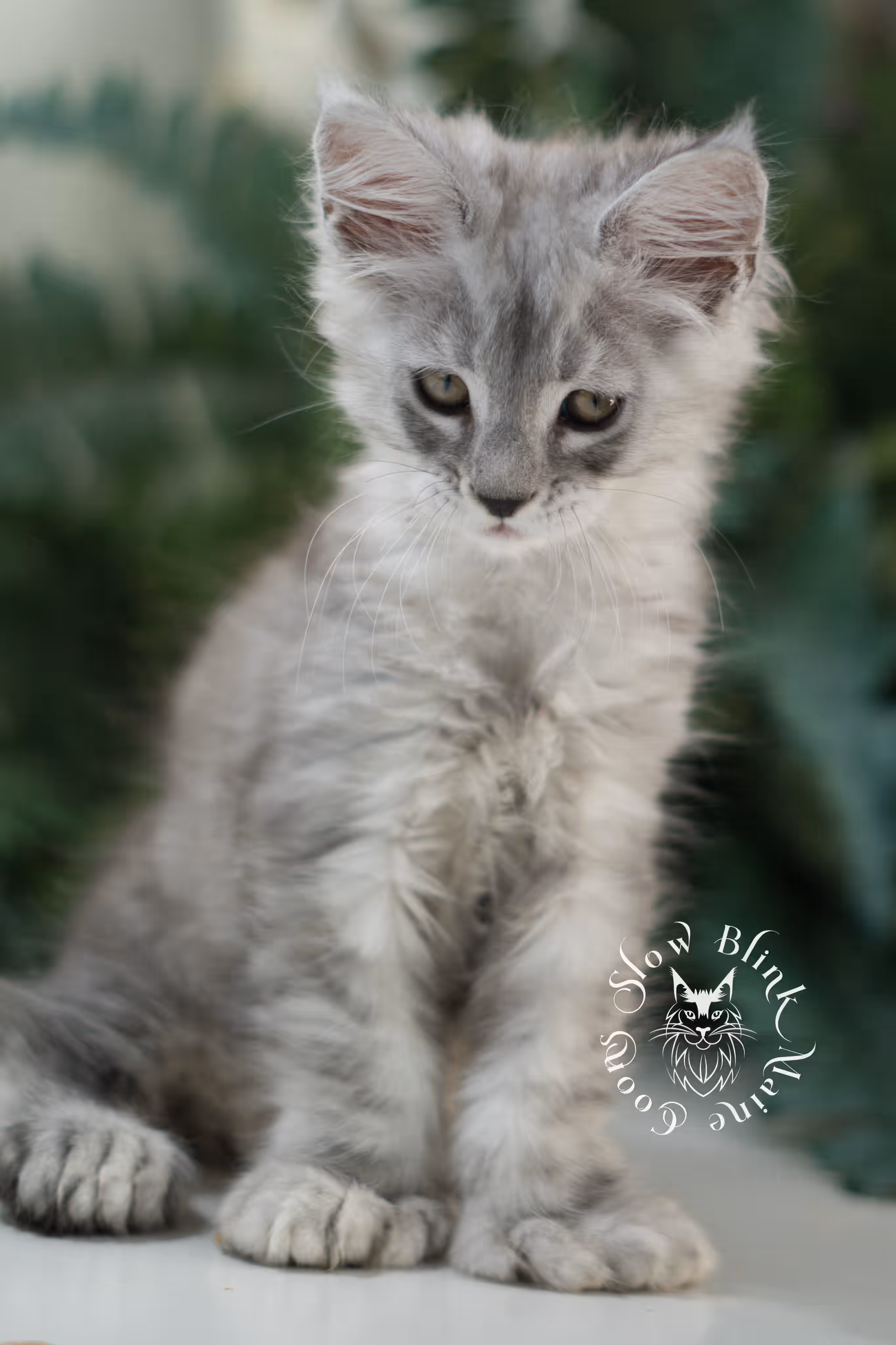 black high silver tabby | maine coon kitten | ems code mcp ns 25 | taken feb 2025 | poly | age 7 weeks | male High Silver Maine Coon Kittens > black high silver tabby | maine coon kitten | ems code mcp ns 25 | taken feb 2025 | poly | age 7 weeks | male | idx 01 2