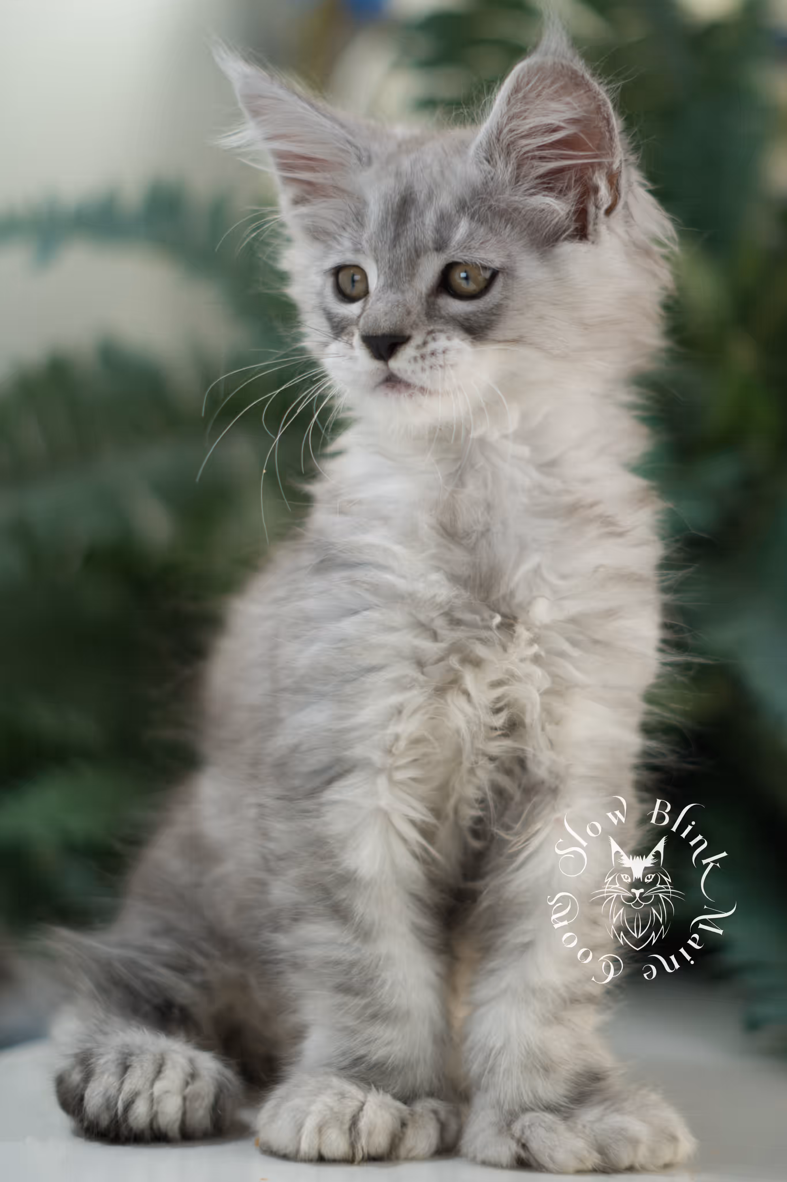 black high silver tabby | maine coon kitten | ems code mcp ns 25 | taken feb 2025 | poly | age 7 weeks | male High Silver Maine Coon Kittens > black high silver tabby | maine coon kitten | ems code mcp ns 25 | taken feb 2025 | poly | age 7 weeks | male | idx 01 3