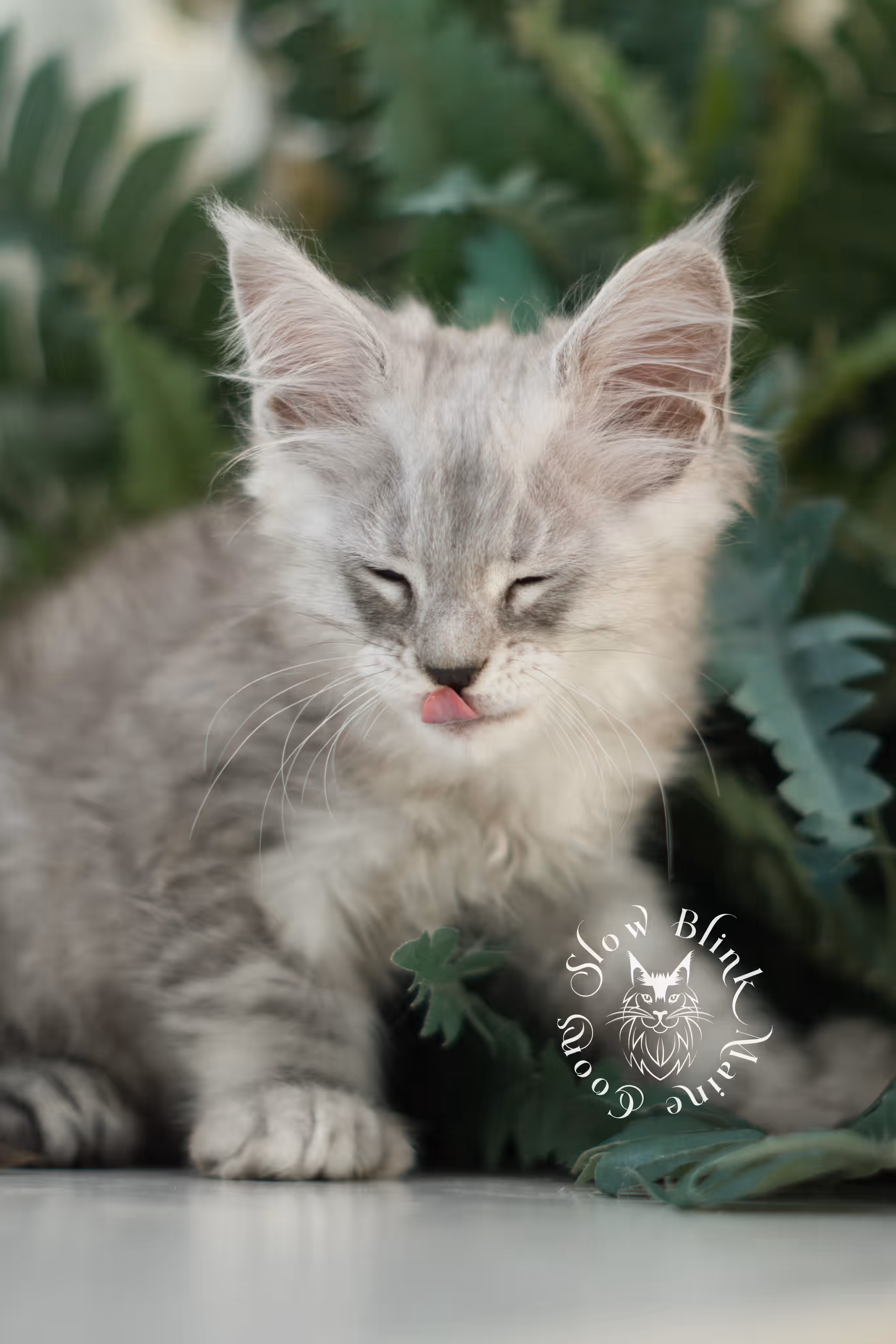 black high silver tabby | maine coon kitten | ems code mcp ns 25 | taken feb 2025 | poly | age 7 weeks | male High Silver Maine Coon Kittens > black high silver tabby | maine coon kitten | ems code mcp ns 25 | taken feb 2025 | poly | age 7 weeks | male | idx 01 4