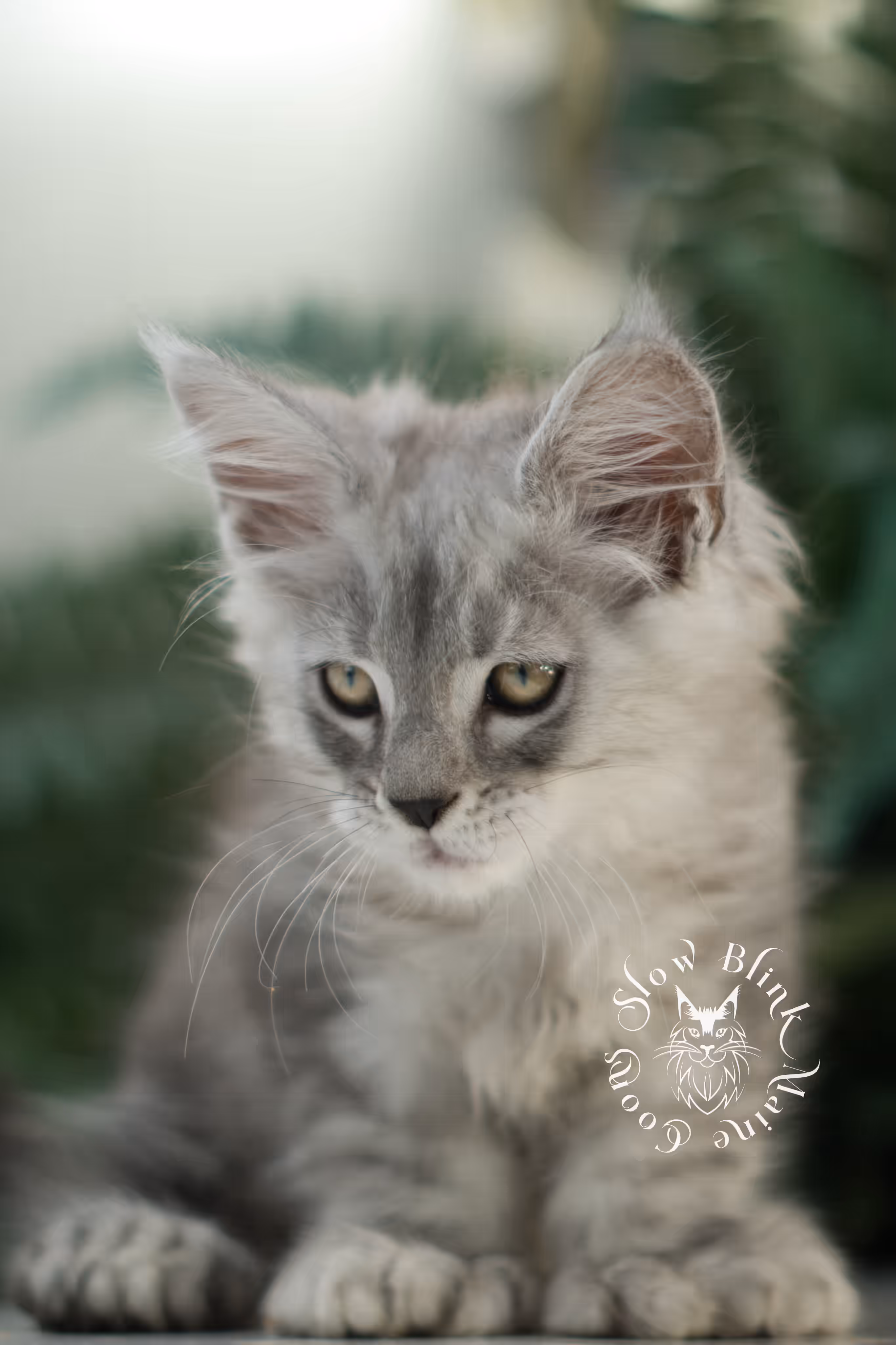 black high silver tabby | maine coon kitten | ems code mcp ns 25 | taken feb 2025 | poly | age 7 weeks | male High Silver Maine Coon Kittens > black high silver tabby | maine coon kitten | ems code mcp ns 25 | taken feb 2025 | poly | age 7 weeks | male | idx 01 5