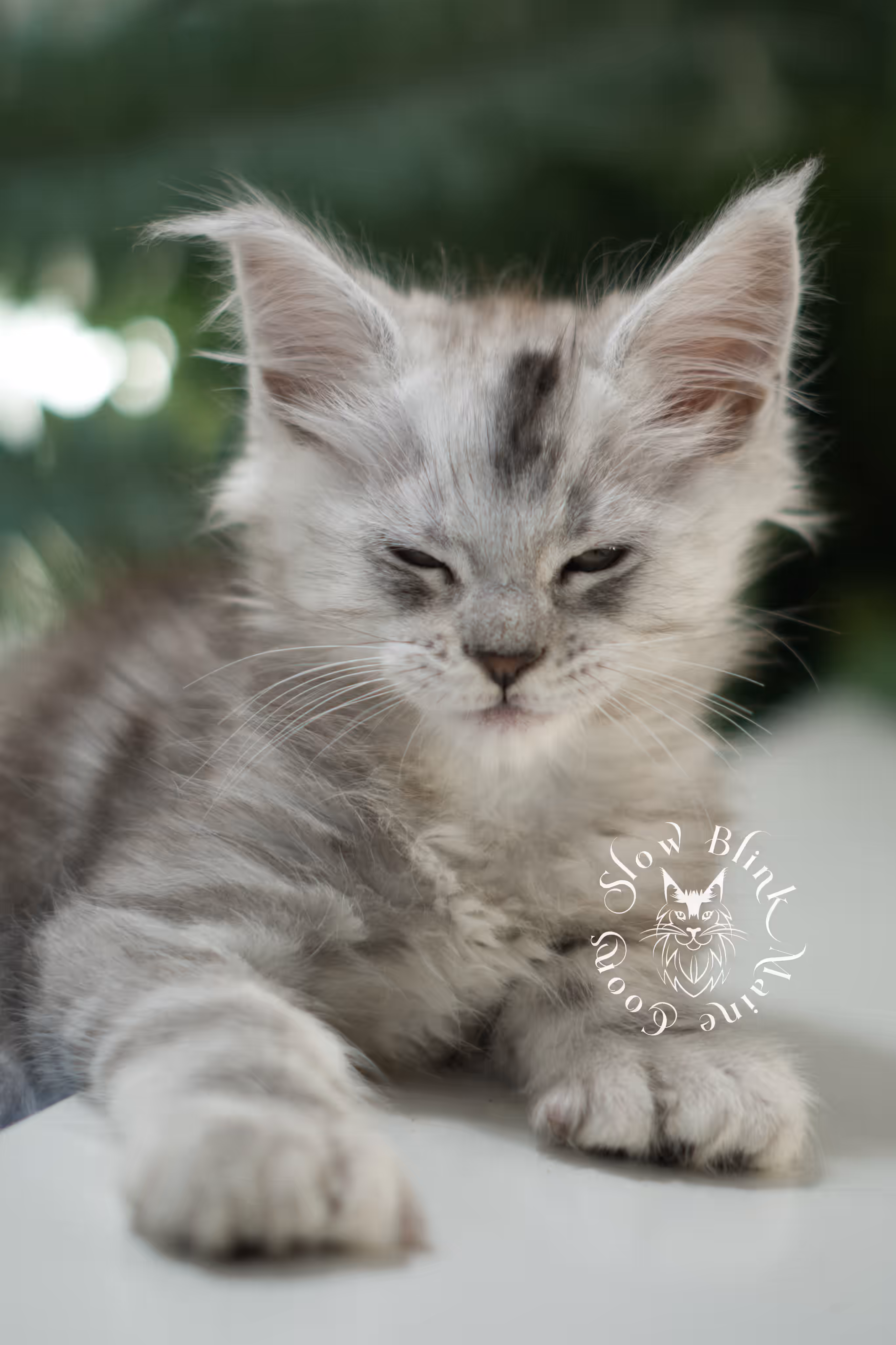 black high silver tabby | maine coon kitten | ems code mcp ns 25 | taken feb 2025 | poly | age 7 weeks | male High Silver Maine Coon Kittens > black high silver tabby | maine coon kitten | ems code mcp ns 25 | taken feb 2025 | poly | age 7 weeks | male | idx 01 6