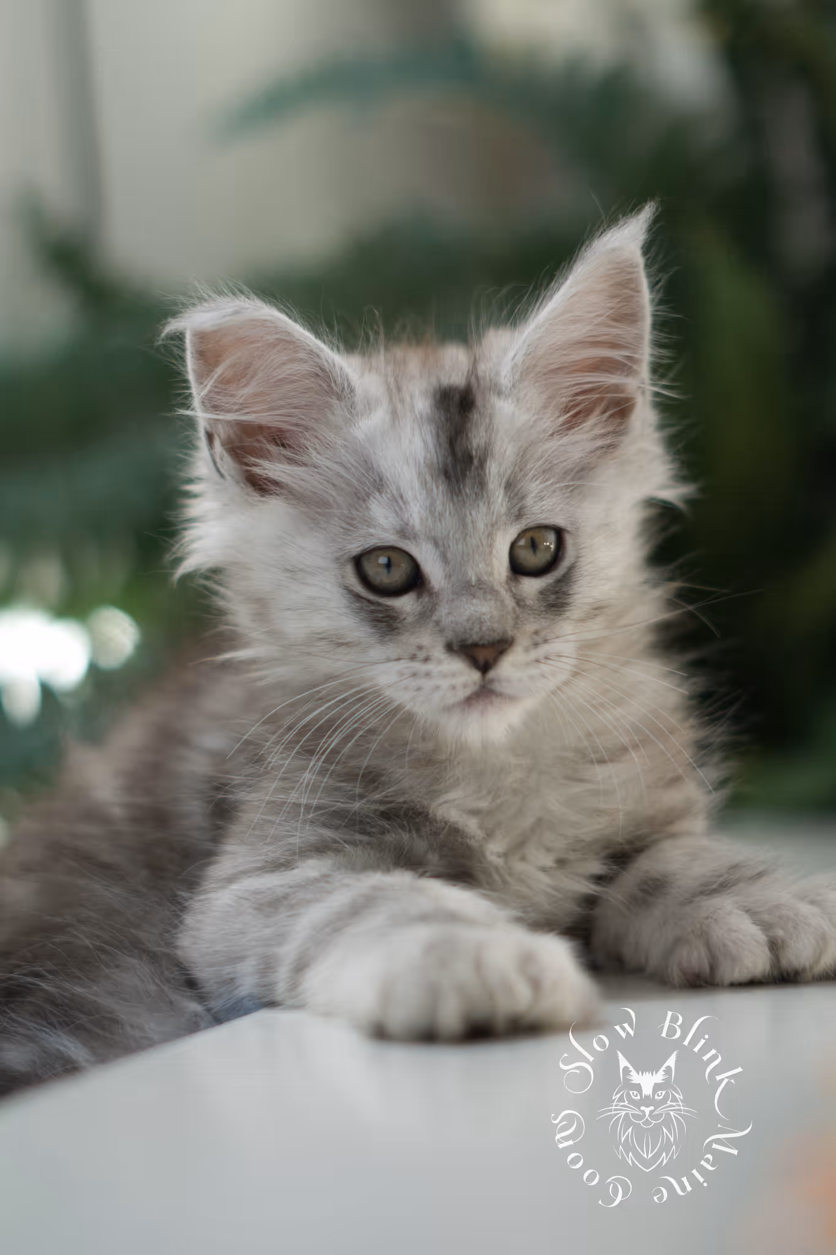 black high silver tabby | maine coon kitten | ems code mcp ns 25 | taken feb 2025 | poly | age 7 weeks | male High Silver Maine Coon Kittens > black high silver tabby | maine coon kitten | ems code mcp ns 25 | taken feb 2025 | poly | age 7 weeks | male | idx 01 7