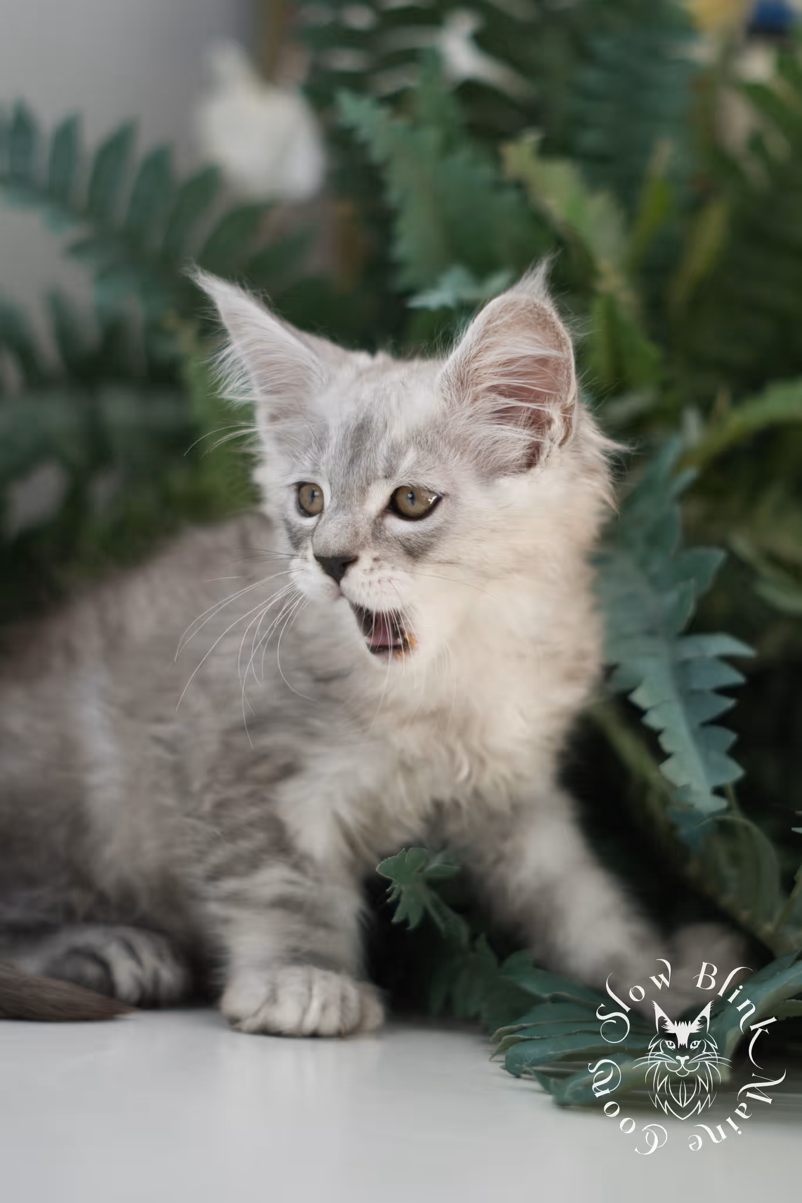 black high silver tabby | maine coon kitten | ems code mcp ns 25 | taken feb 2025 | poly | age 7 weeks | male High Silver Maine Coon Kittens > black high silver tabby | maine coon kitten | ems code mcp ns 25 | taken feb 2025 | poly | age 7 weeks | male | idx 01 8