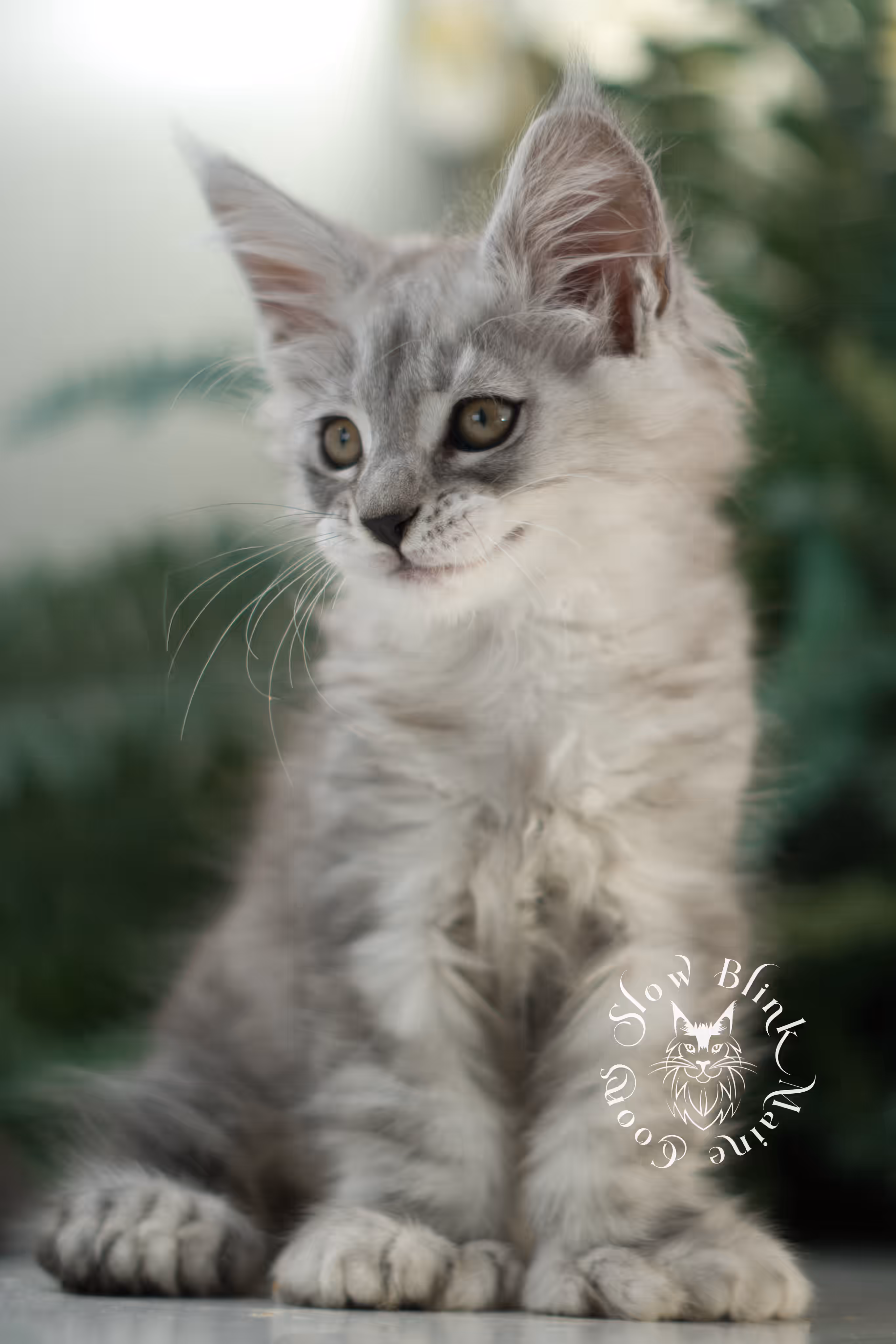 black high silver tabby | maine coon kitten | ems code mcp ns 25 | taken feb 2025 | poly | age 7 weeks | male High Silver Maine Coon Kittens > black high silver tabby | maine coon kitten | ems code mcp ns 25 | taken feb 2025 | poly | age 7 weeks | male | idx 01