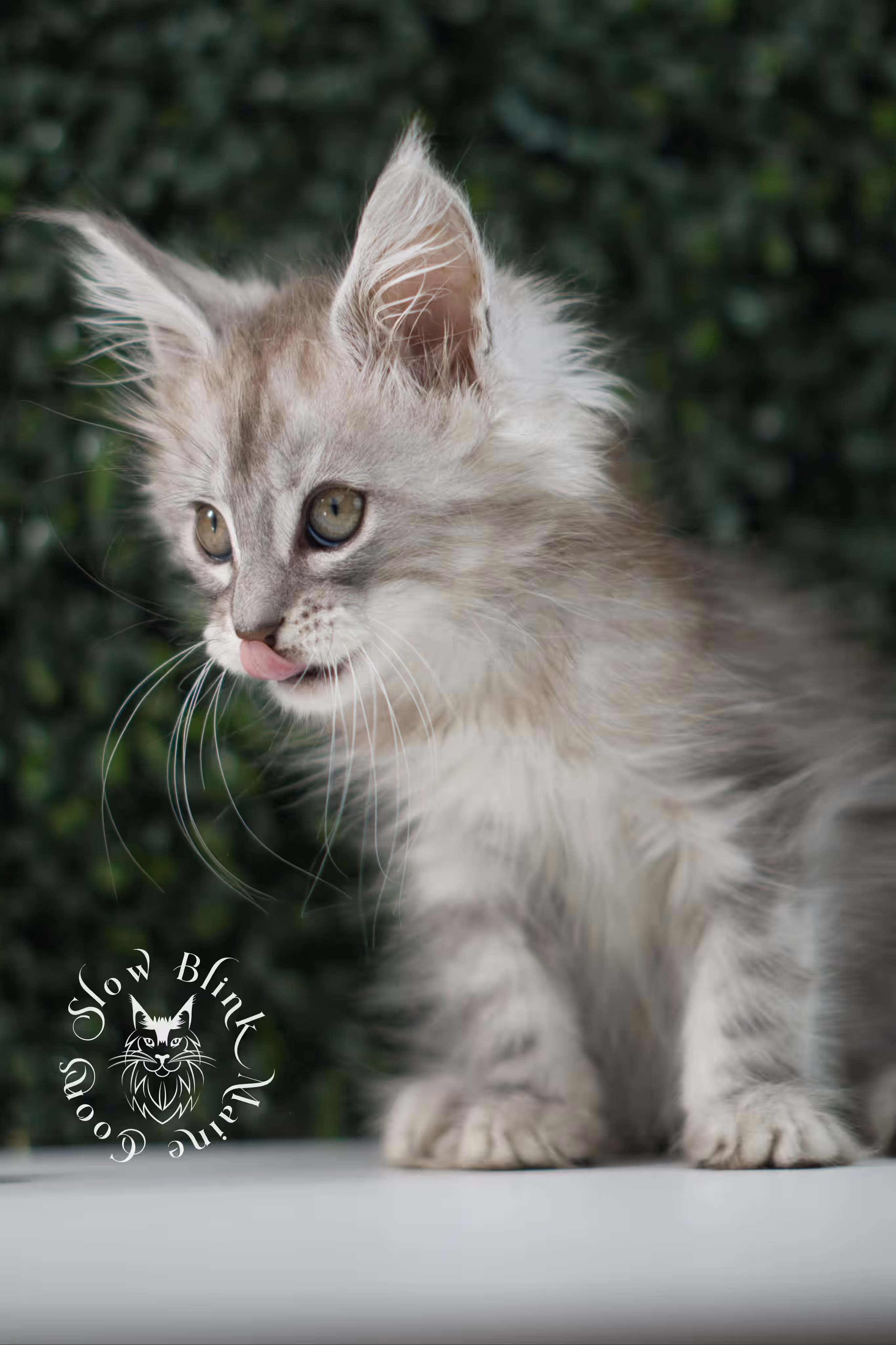 black high silver tabby | maine coon kitten | ems code mcp ns 25 | taken jul 23 2025 | poly | age 5 weeks | male | named xeno High Silver Maine Coon Kittens > black high silver tabby | maine coon kitten | ems code mcp ns 25 | taken jul 23 2025 | poly | age 5 weeks | male | named xeno | idx 01