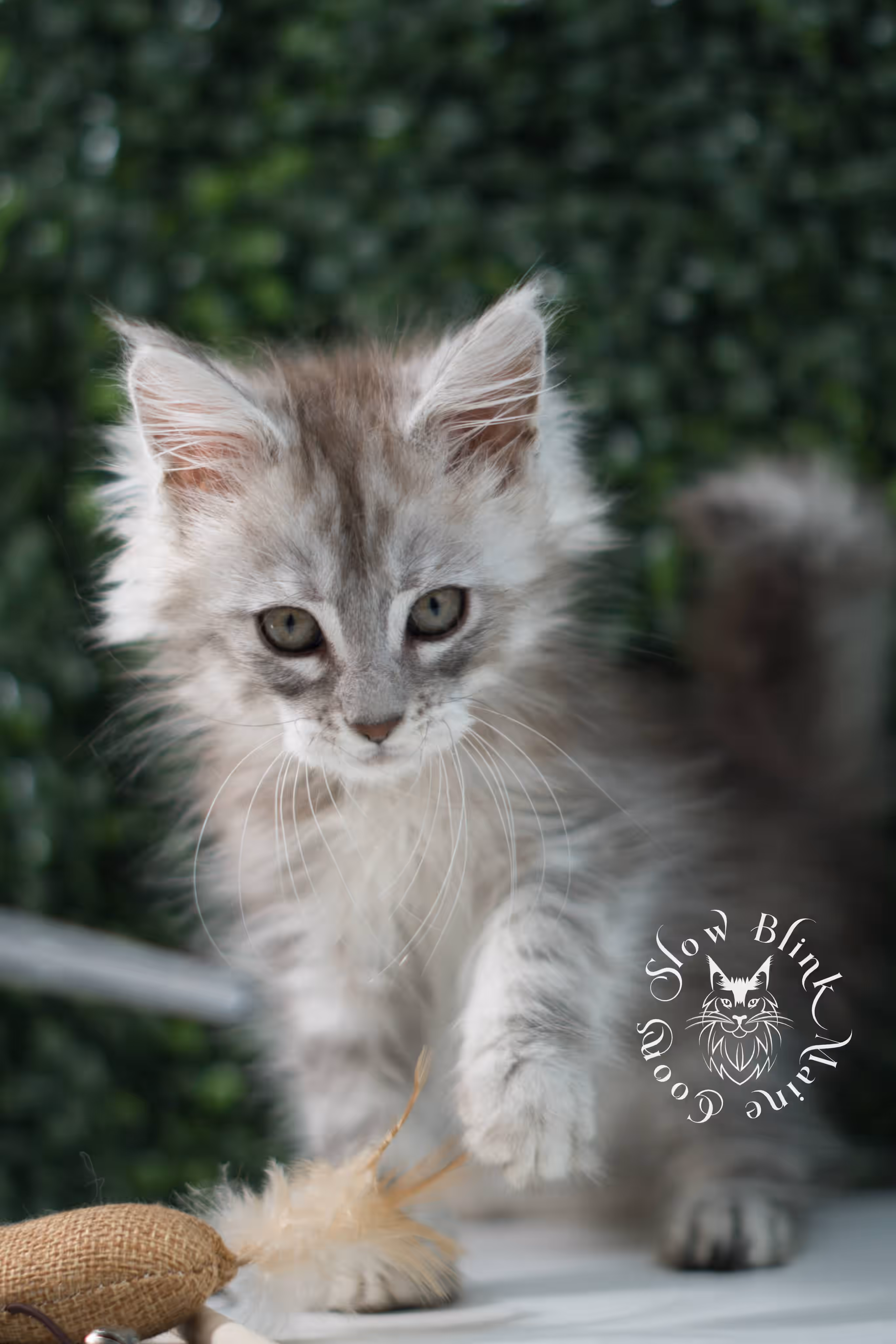 black high silver tabby | maine coon kitten | ems code mcp ns 25 | taken jul 23 2025 | poly | age 5 weeks | male | named xeno High Silver Maine Coon Kittens > black high silver tabby | maine coon kitten | ems code mcp ns 25 | taken jul 23 2025 | poly | age 5 weeks | male | named xeno | idx 02