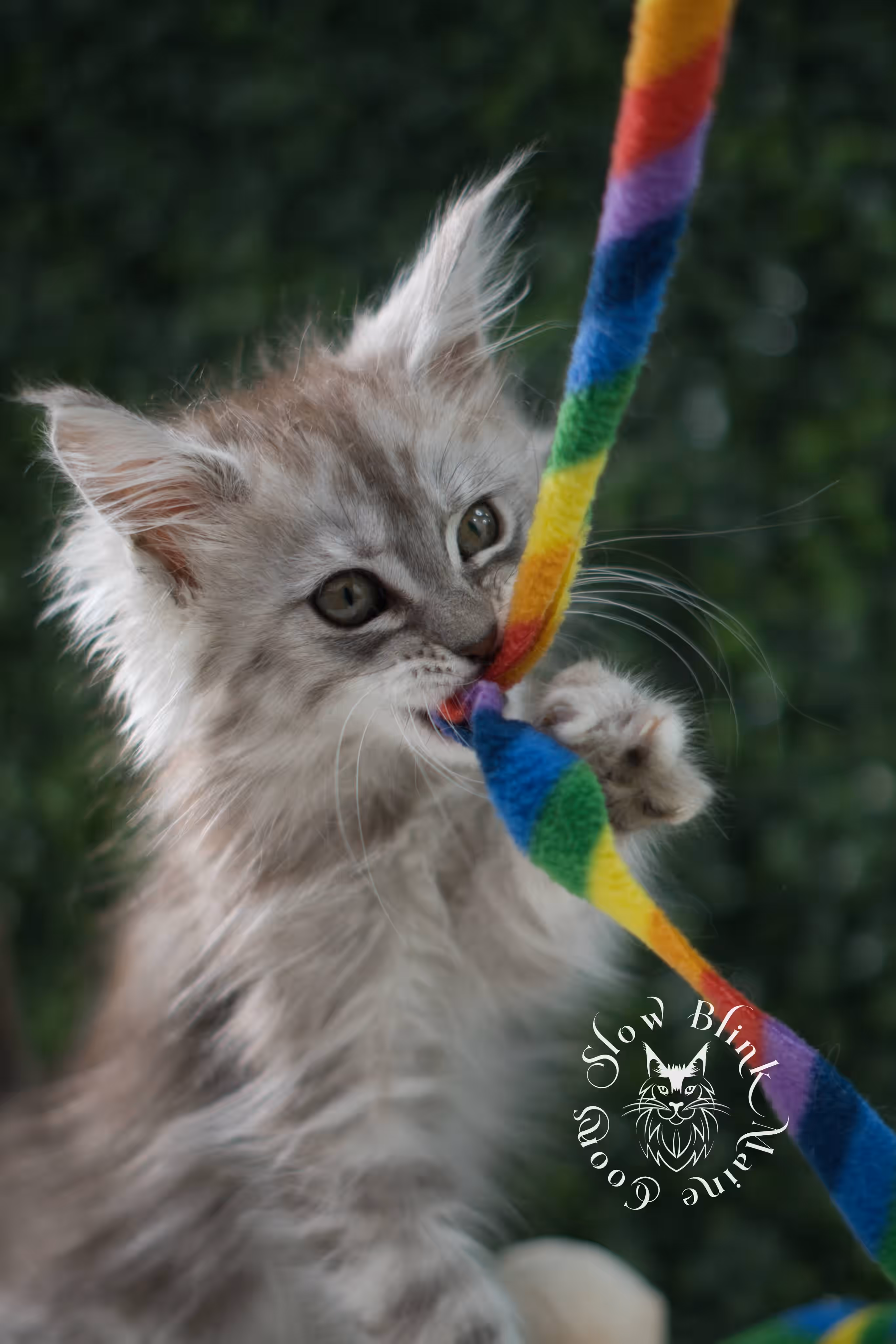 black high silver tabby | maine coon kitten | ems code mcp ns 25 | taken jul 23 2025 | poly | age 5 weeks | male | named xeno High Silver Maine Coon Kittens > black high silver tabby | maine coon kitten | ems code mcp ns 25 | taken jul 23 2025 | poly | age 5 weeks | male | named xeno | idx 03