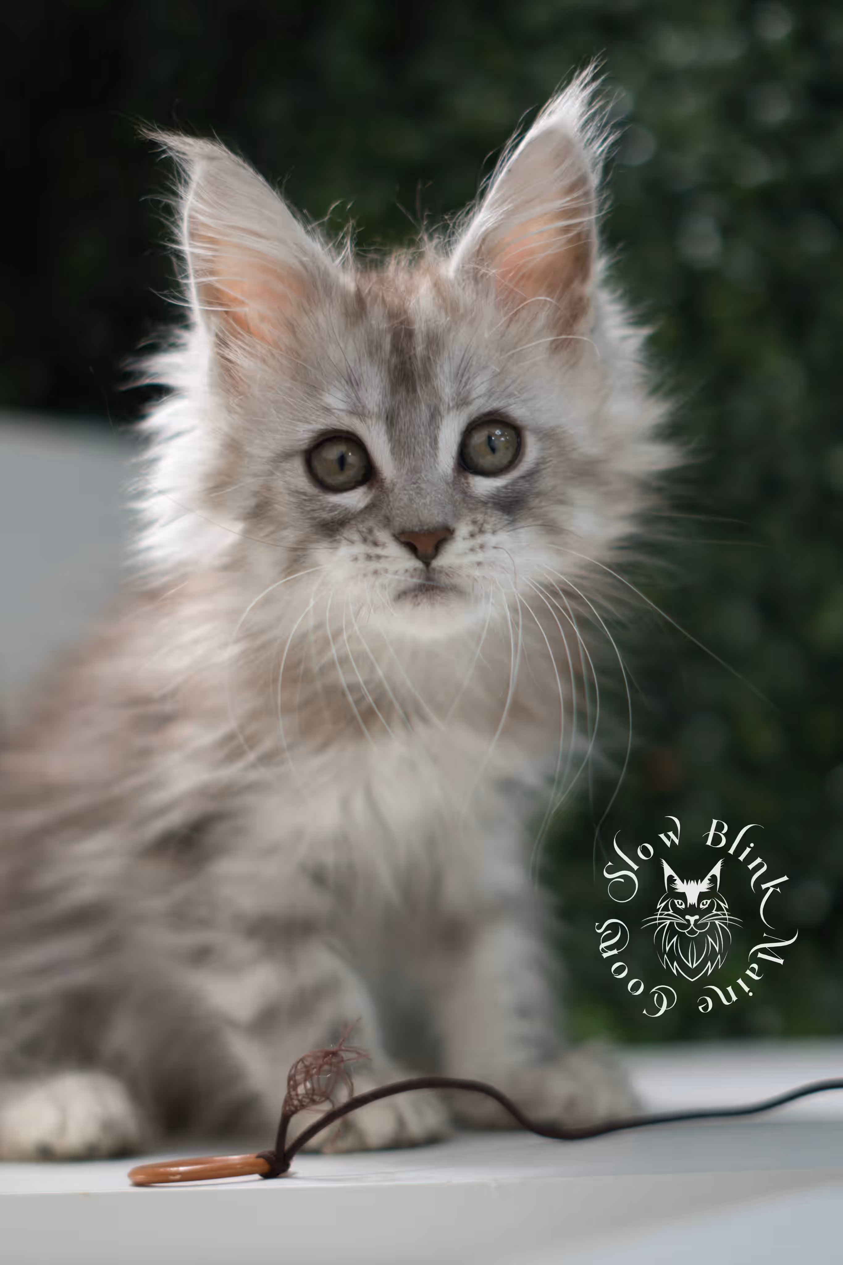 black high silver tabby | maine coon kitten | ems code mcp ns 25 | taken jul 23 2025 | poly | age 5 weeks | male | named xeno High Silver Maine Coon Kittens > black high silver tabby | maine coon kitten | ems code mcp ns 25 | taken jul 23 2025 | poly | age 5 weeks | male | named xeno | idx 05