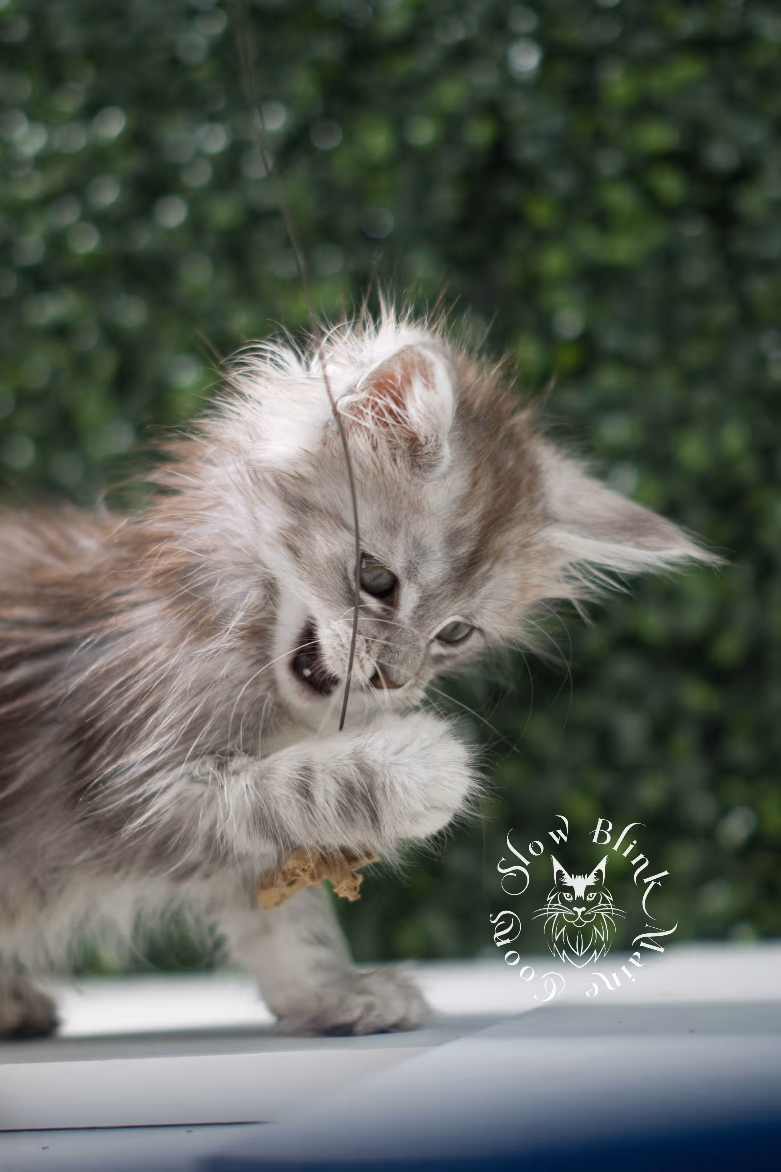 black high silver tabby | maine coon kitten | ems code mcp ns 25 | taken jul 23 2025 | poly | age 5 weeks | male | named xeno High Silver Maine Coon Kittens > black high silver tabby | maine coon kitten | ems code mcp ns 25 | taken jul 23 2025 | poly | age 5 weeks | male | named xeno | idx 08