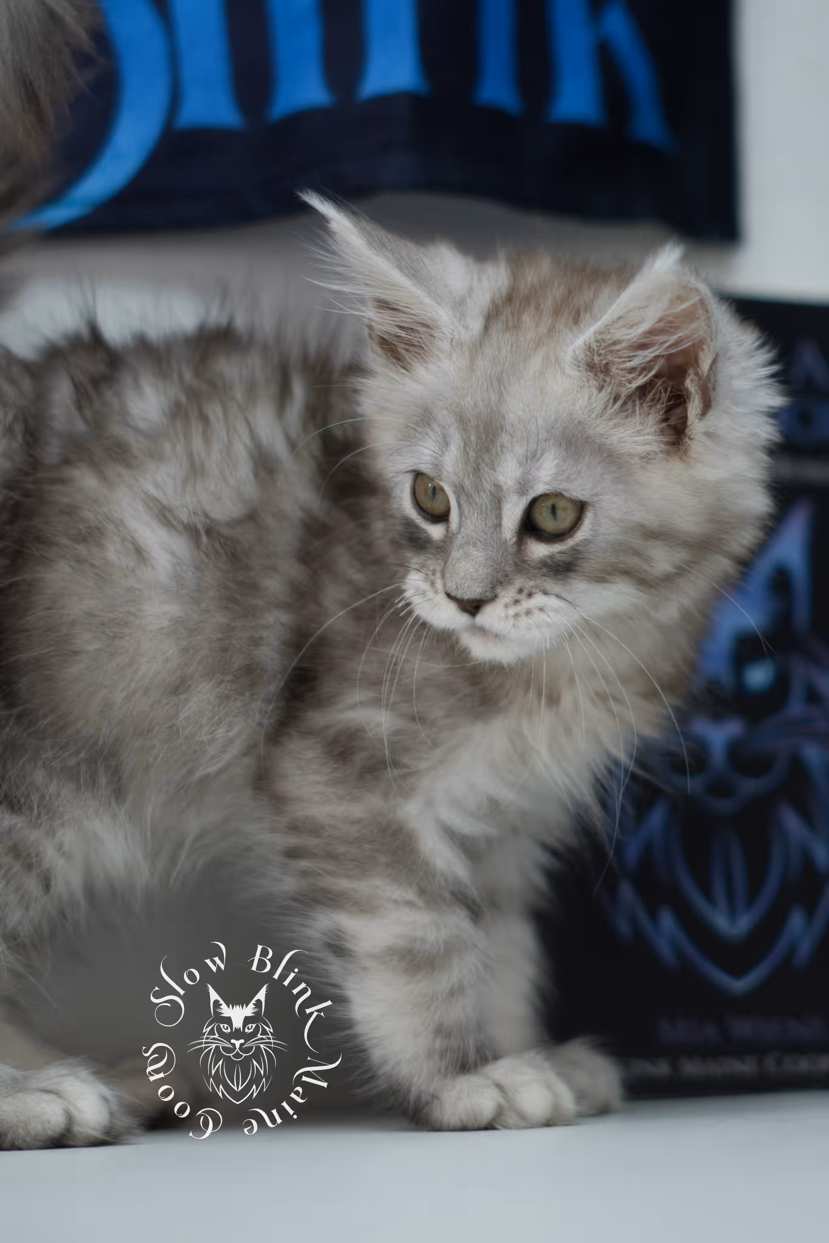 black high silver tabby | maine coon kitten | ems code mcp ns 25 | taken jul 23 2025 | poly | age 5 weeks | male | named xerxes High Silver Maine Coon Kittens > black high silver tabby | maine coon kitten | ems code mcp ns 25 | taken jul 23 2025 | poly | age 5 weeks | male | named xerxes | idx 01