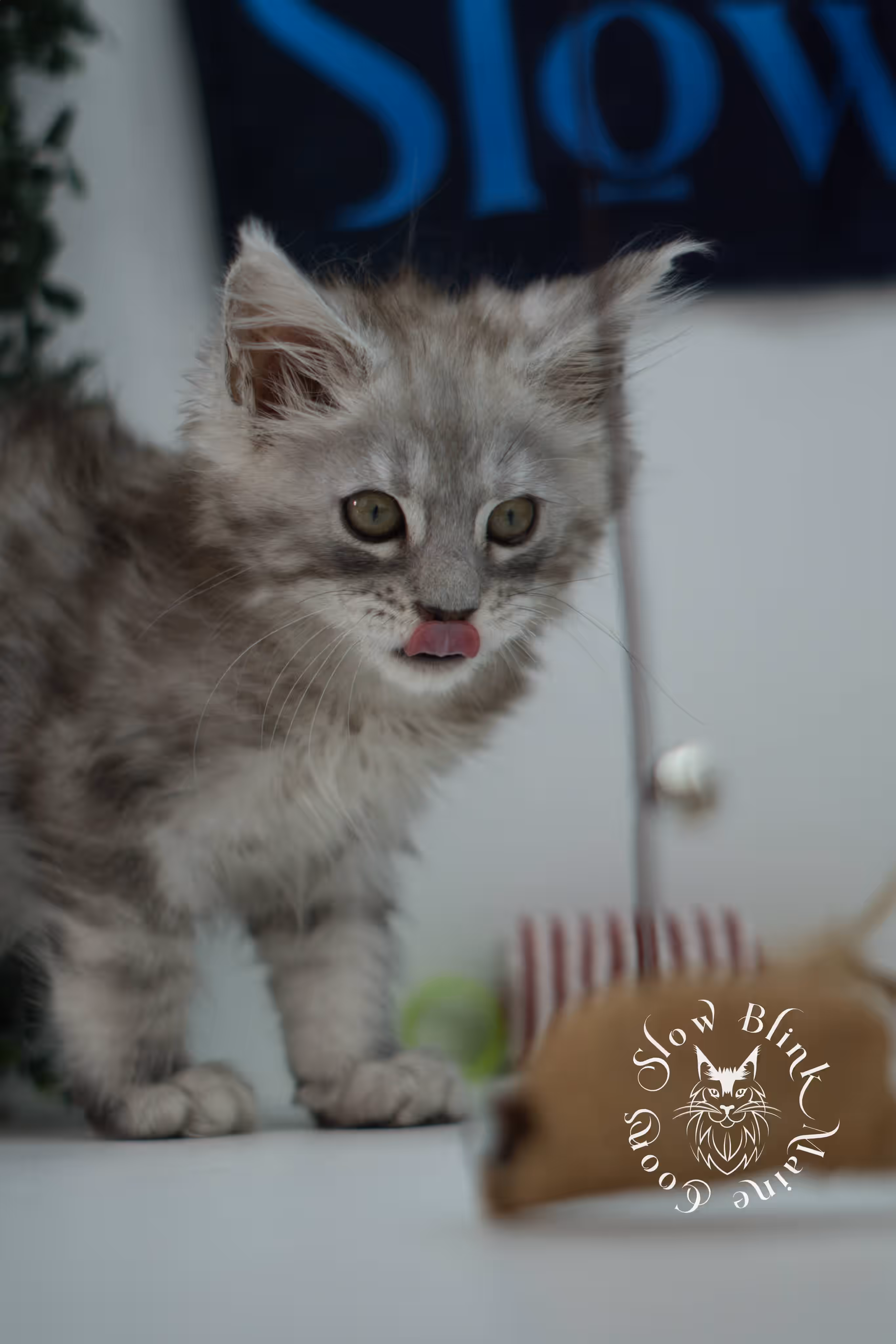 black high silver tabby | maine coon kitten | ems code mcp ns 25 | taken jul 23 2025 | poly | age 5 weeks | male | named xerxes High Silver Maine Coon Kittens > black high silver tabby | maine coon kitten | ems code mcp ns 25 | taken jul 23 2025 | poly | age 5 weeks | male | named xerxes | idx 02