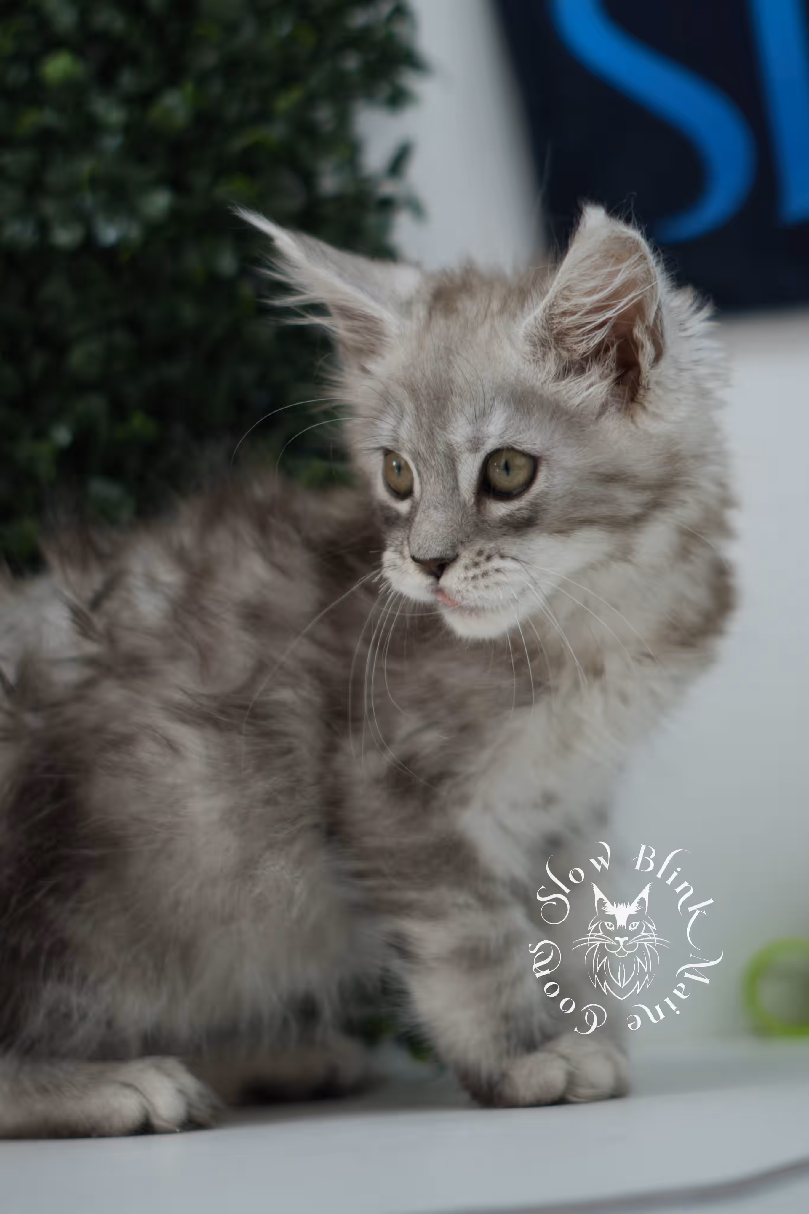 black high silver tabby | maine coon kitten | ems code mcp ns 25 | taken jul 23 2025 | poly | age 5 weeks | male | named xerxes High Silver Maine Coon Kittens > black high silver tabby | maine coon kitten | ems code mcp ns 25 | taken jul 23 2025 | poly | age 5 weeks | male | named xerxes | idx 03