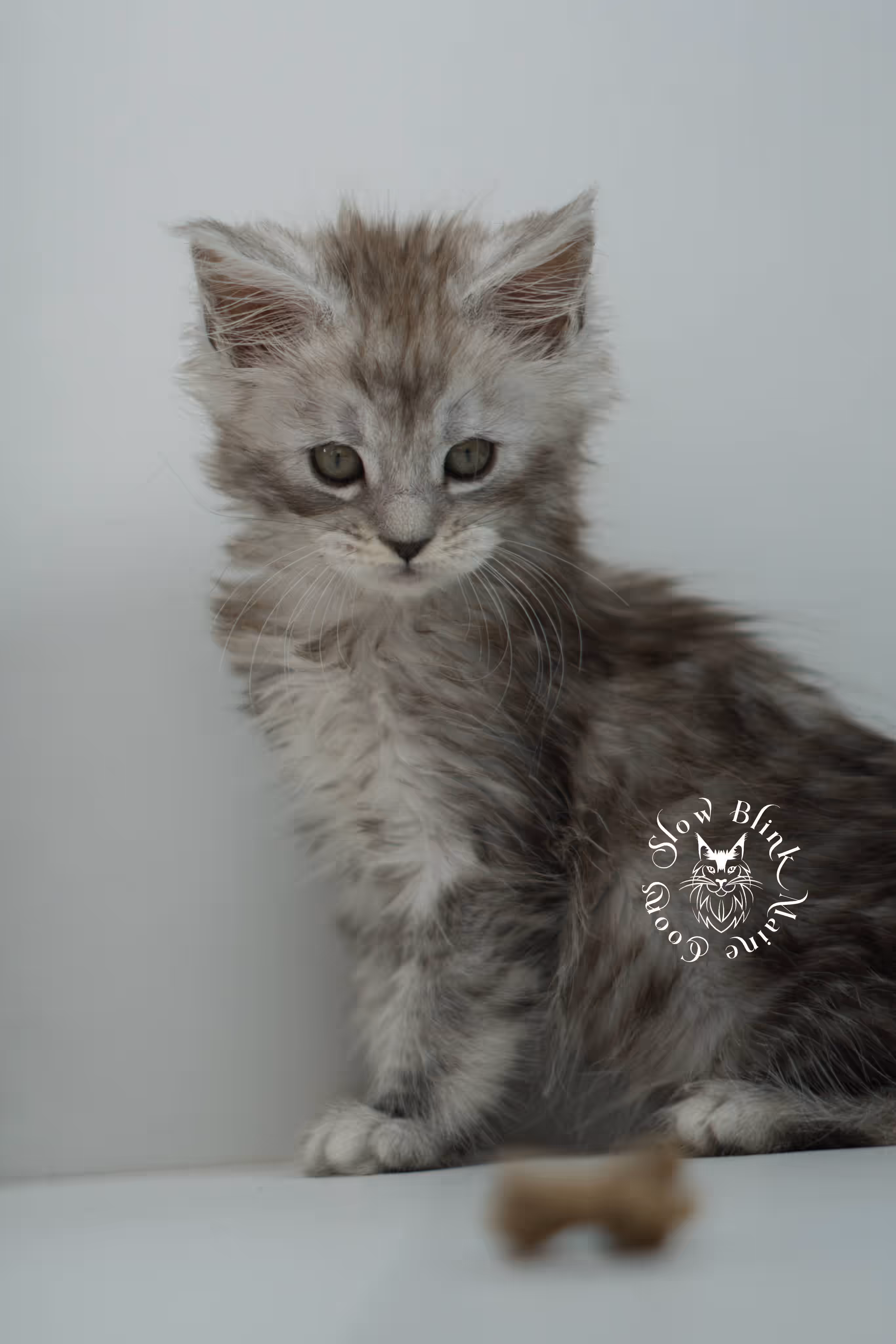 black high silver tabby | maine coon kitten | ems code mcp ns 25 | taken jul 23 2025 | poly | age 5 weeks | male | named xerxes High Silver Maine Coon Kittens > black high silver tabby | maine coon kitten | ems code mcp ns 25 | taken jul 23 2025 | poly | age 5 weeks | male | named xerxes | idx 04