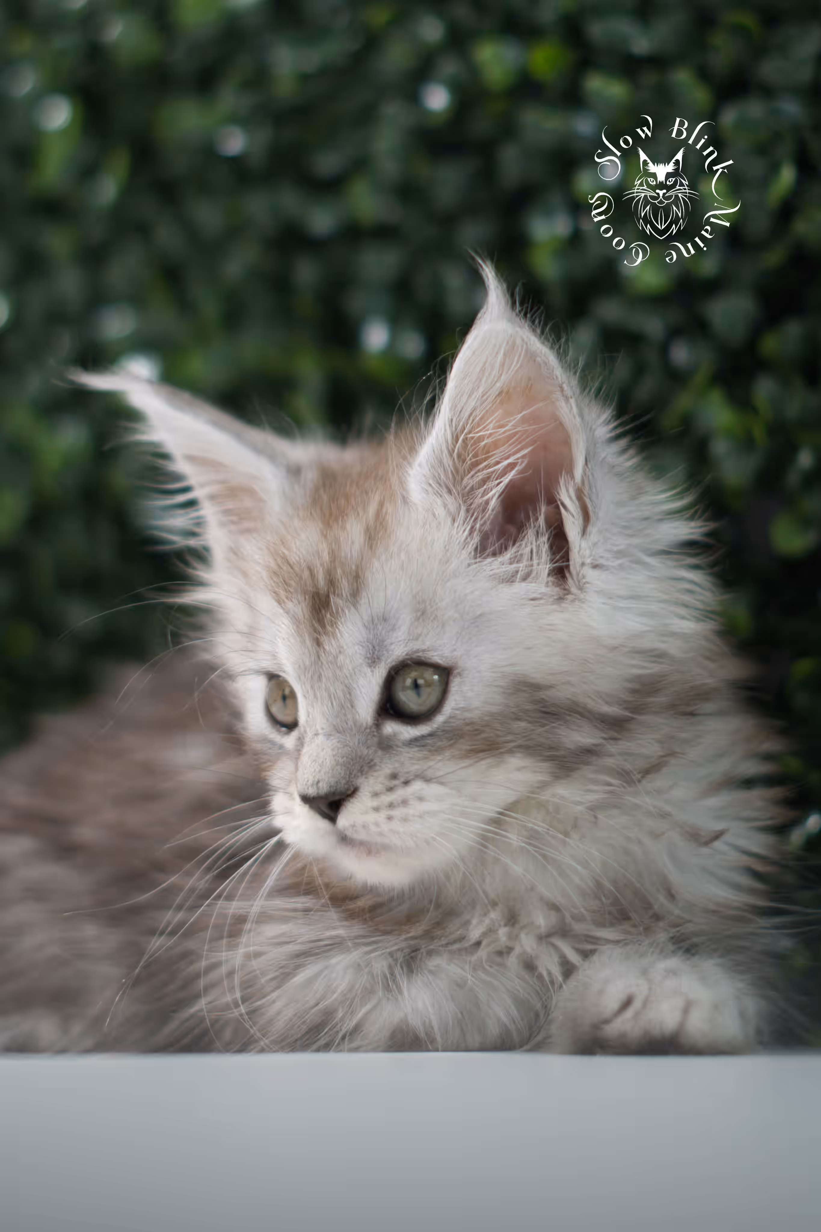 black high silver tabby | maine coon kitten | ems code mcp ns 25 | taken jul 23 2025 | poly | age 5 weeks | male | named xerxes High Silver Maine Coon Kittens > black high silver tabby | maine coon kitten | ems code mcp ns 25 | taken jul 23 2025 | poly | age 5 weeks | male | named xerxes | idx 05