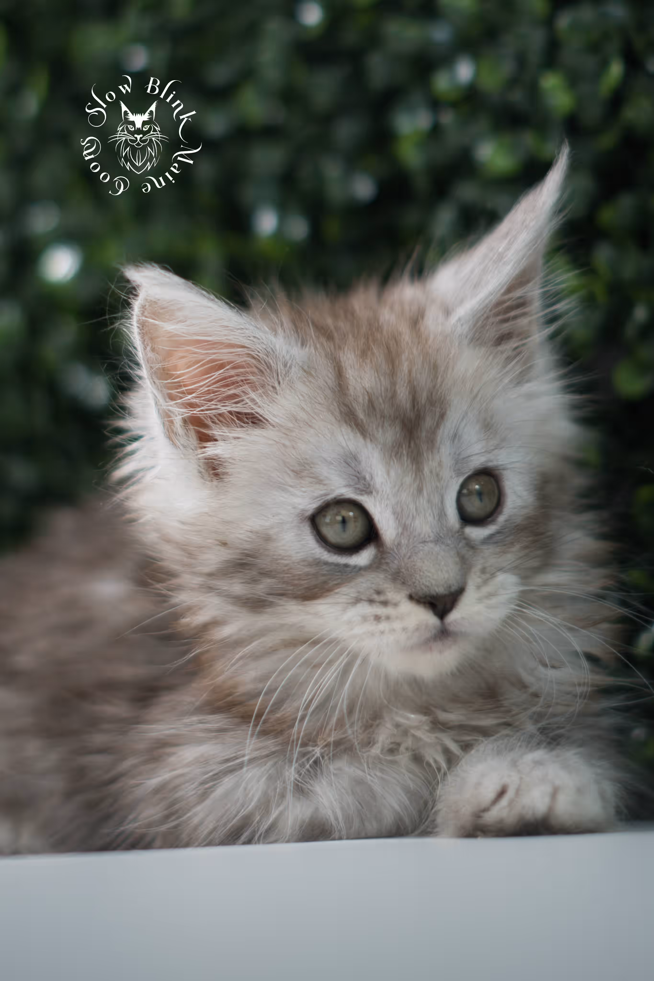 black high silver tabby | maine coon kitten | ems code mcp ns 25 | taken jul 23 2025 | poly | age 5 weeks | male | named xerxes High Silver Maine Coon Kittens > black high silver tabby | maine coon kitten | ems code mcp ns 25 | taken jul 23 2025 | poly | age 5 weeks | male | named xerxes | idx 06