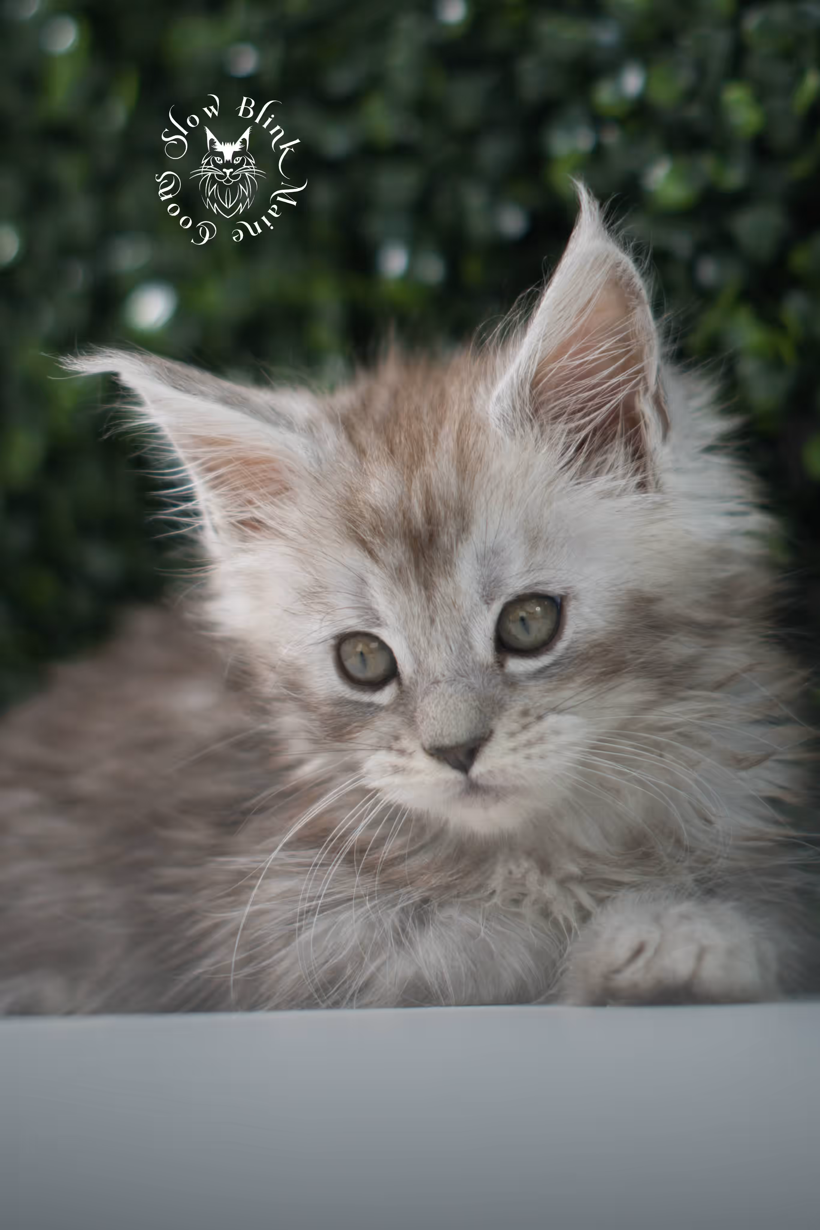 black high silver tabby | maine coon kitten | ems code mcp ns 25 | taken jul 23 2025 | poly | age 5 weeks | male | named xerxes High Silver Maine Coon Kittens > black high silver tabby | maine coon kitten | ems code mcp ns 25 | taken jul 23 2025 | poly | age 5 weeks | male | named xerxes | idx 07
