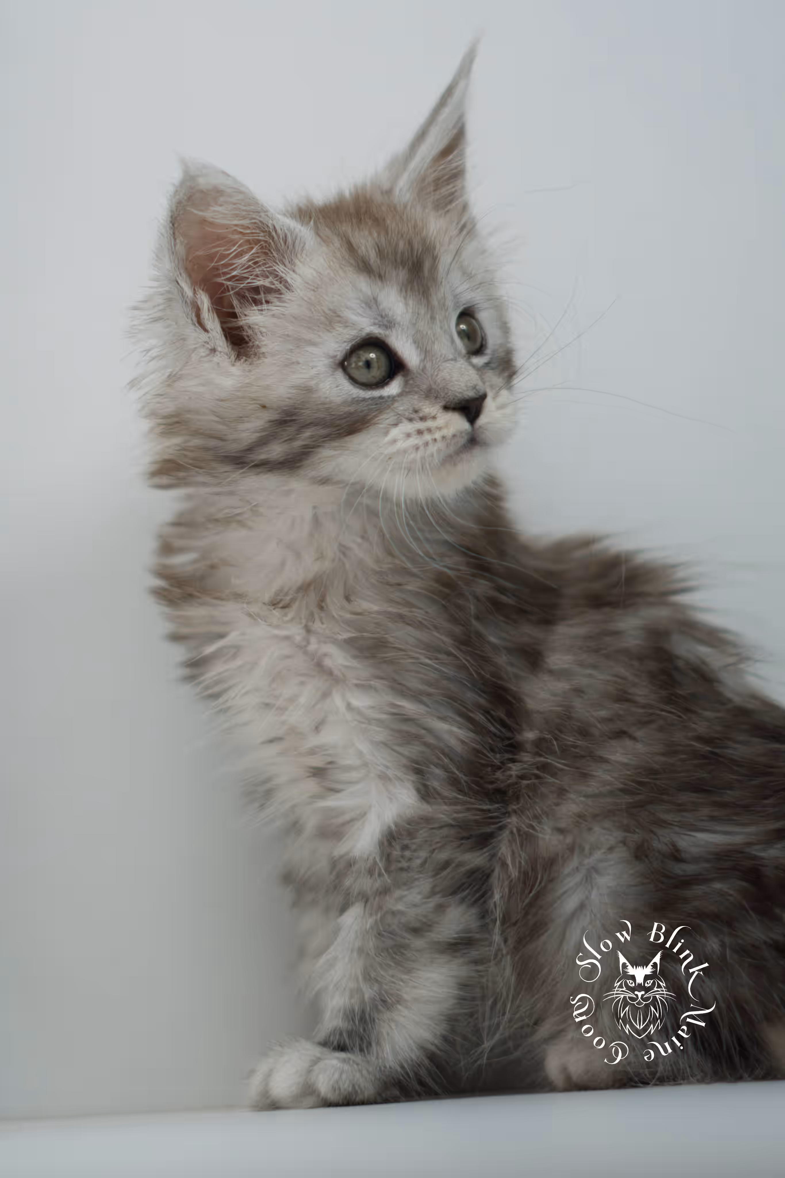 black high silver tabby | maine coon kitten | ems code mcp ns 25 | taken jul 23 2025 | poly | age 5 weeks | male | named xerxes High Silver Maine Coon Kittens > black high silver tabby | maine coon kitten | ems code mcp ns 25 | taken jul 23 2025 | poly | age 5 weeks | male | named xerxes | idx 08