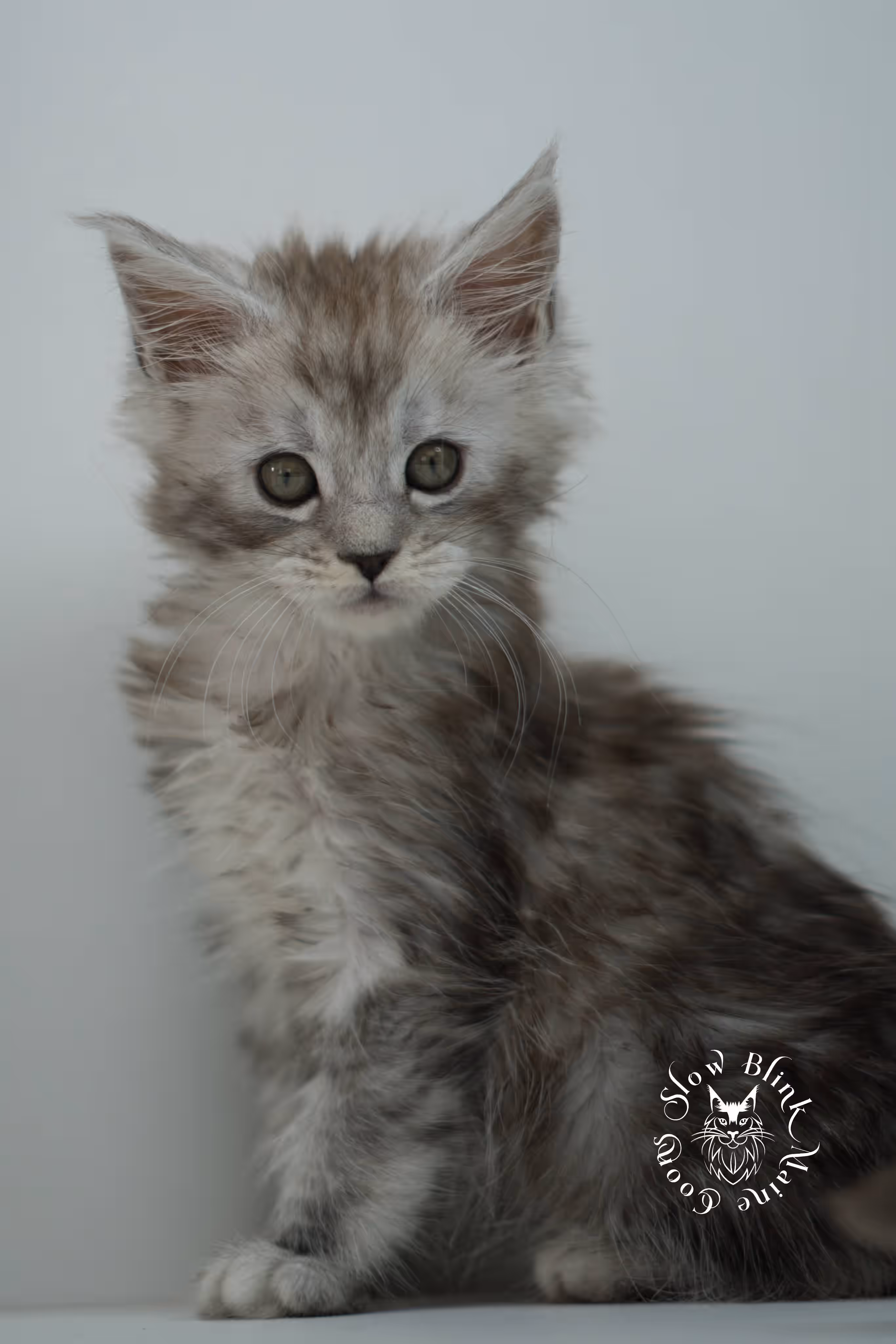 black high silver tabby | maine coon kitten | ems code mcp ns 25 | taken jul 23 2025 | poly | age 5 weeks | male | named xerxes High Silver Maine Coon Kittens > black high silver tabby | maine coon kitten | ems code mcp ns 25 | taken jul 23 2025 | poly | age 5 weeks | male | named xerxes | idx 09