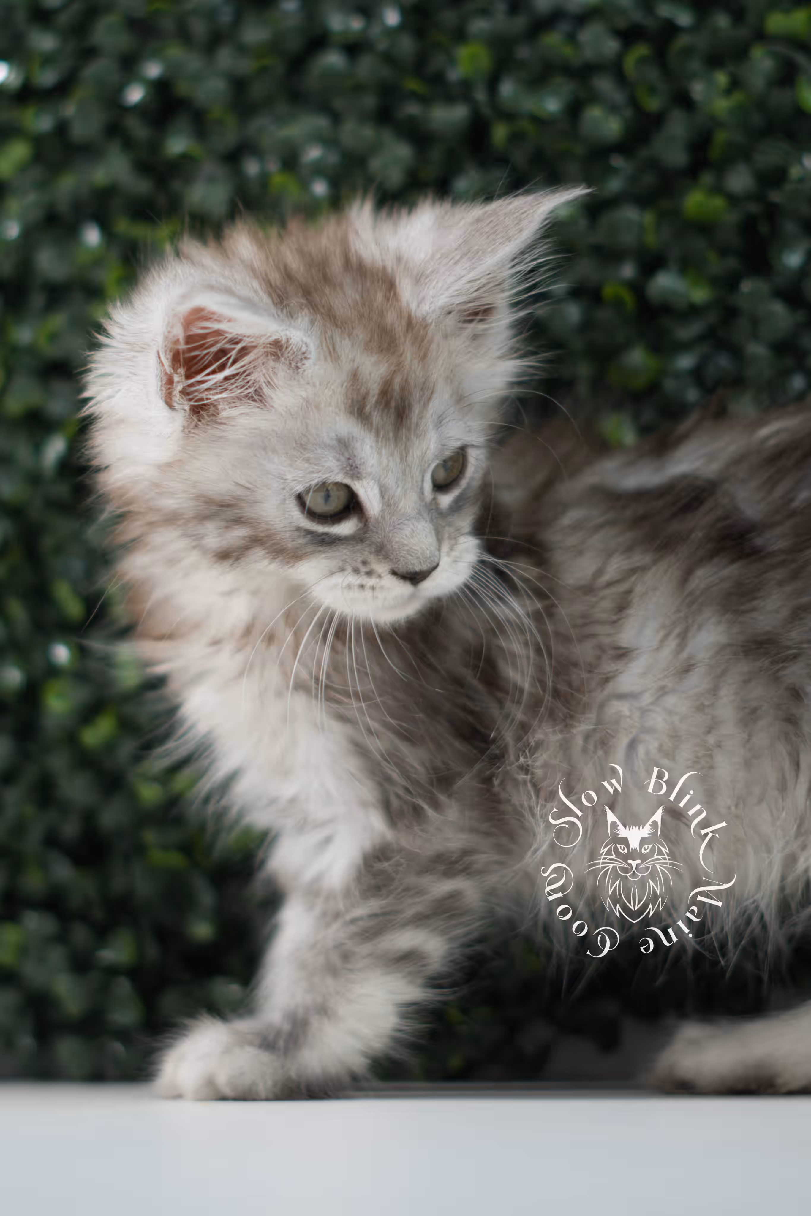 black high silver tabby | maine coon kitten | ems code mcp ns 25 | taken jul 23 2025 | poly | age 5 weeks | male | named xerxes High Silver Maine Coon Kittens > black high silver tabby | maine coon kitten | ems code mcp ns 25 | taken jul 23 2025 | poly | age 5 weeks | male | named xerxes | idx 10