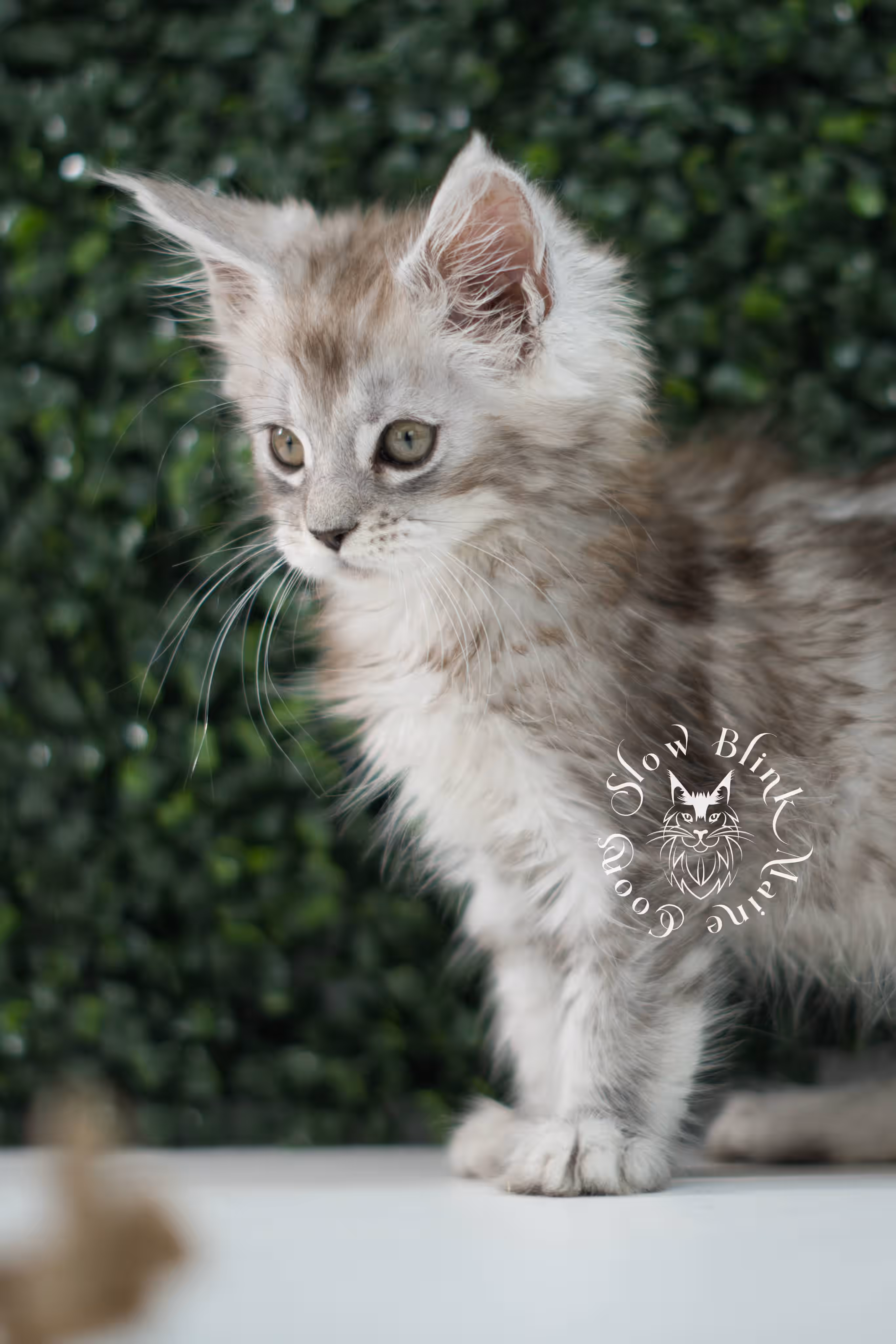 black high silver tabby | maine coon kitten | ems code mcp ns 25 | taken jul 23 2025 | poly | age 5 weeks | male | named xerxes High Silver Maine Coon Kittens > black high silver tabby | maine coon kitten | ems code mcp ns 25 | taken jul 23 2025 | poly | age 5 weeks | male | named xerxes | idx 11