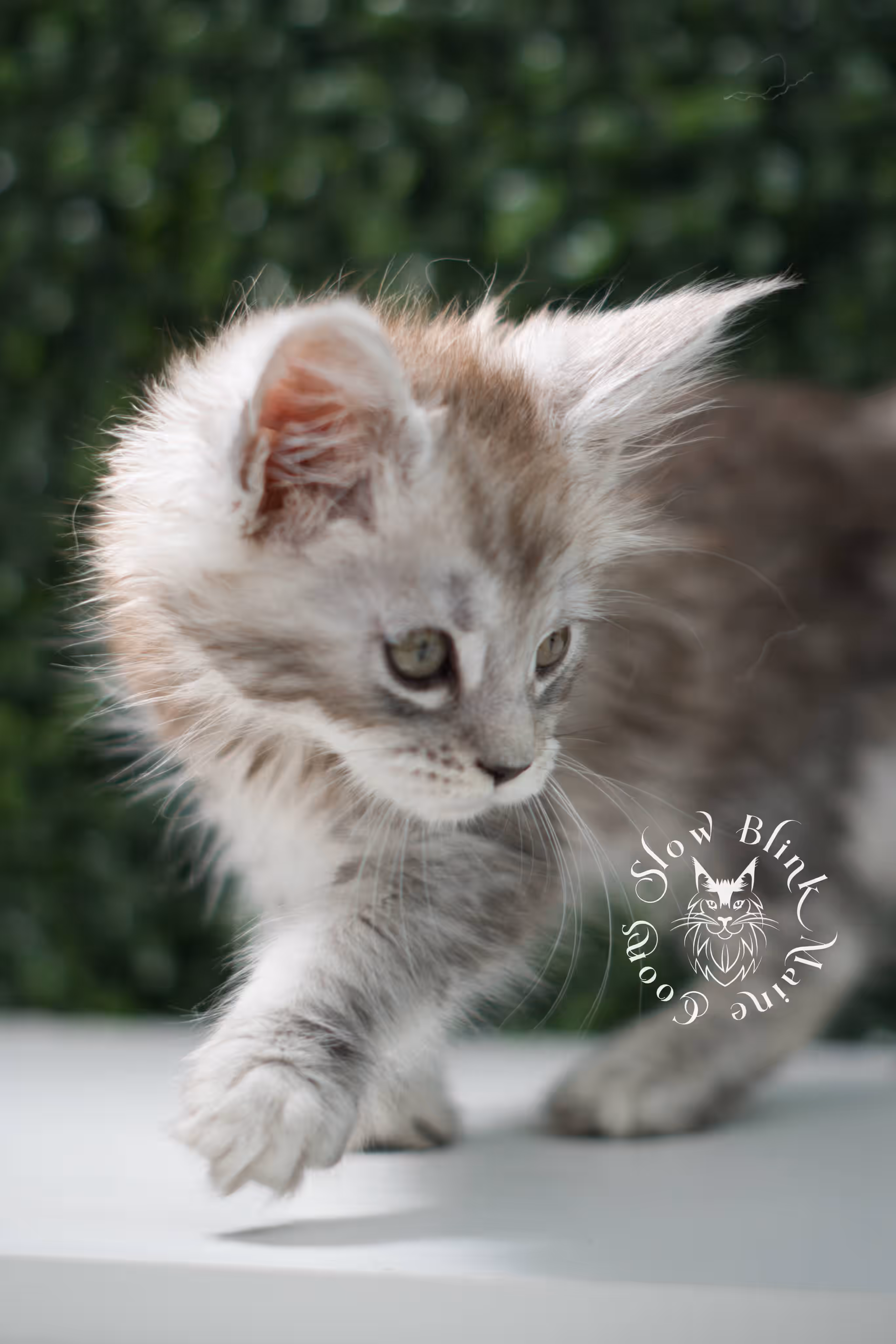 black high silver tabby | maine coon kitten | ems code mcp ns 25 | taken jul 23 2025 | poly | age 5 weeks | male | named xerxes High Silver Maine Coon Kittens > black high silver tabby | maine coon kitten | ems code mcp ns 25 | taken jul 23 2025 | poly | age 5 weeks | male | named xerxes | idx 12