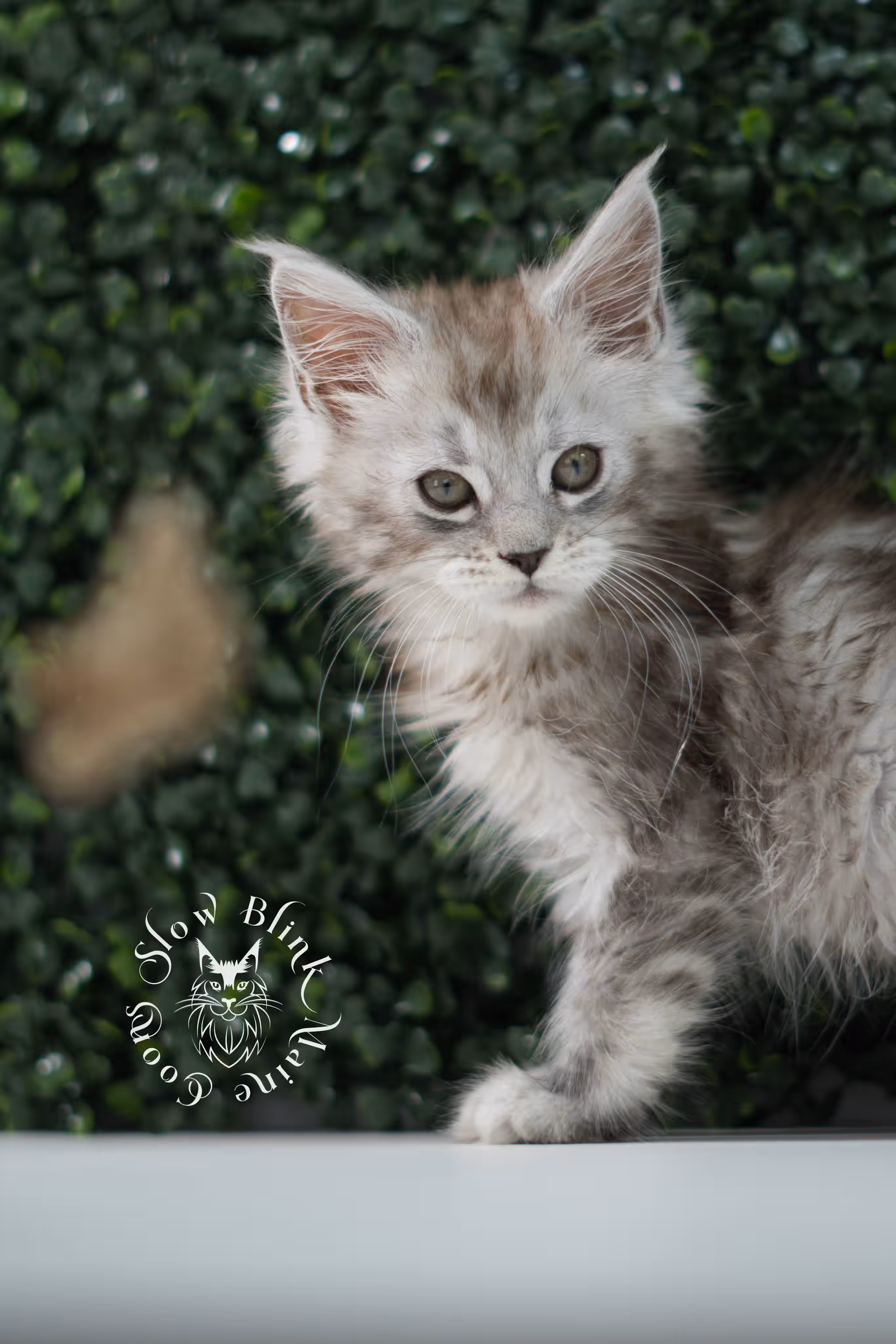 black high silver tabby | maine coon kitten | ems code mcp ns 25 | taken jul 23 2025 | poly | age 5 weeks | male | named xerxes High Silver Maine Coon Kittens > black high silver tabby | maine coon kitten | ems code mcp ns 25 | taken jul 23 2025 | poly | age 5 weeks | male | named xerxes | idx 13