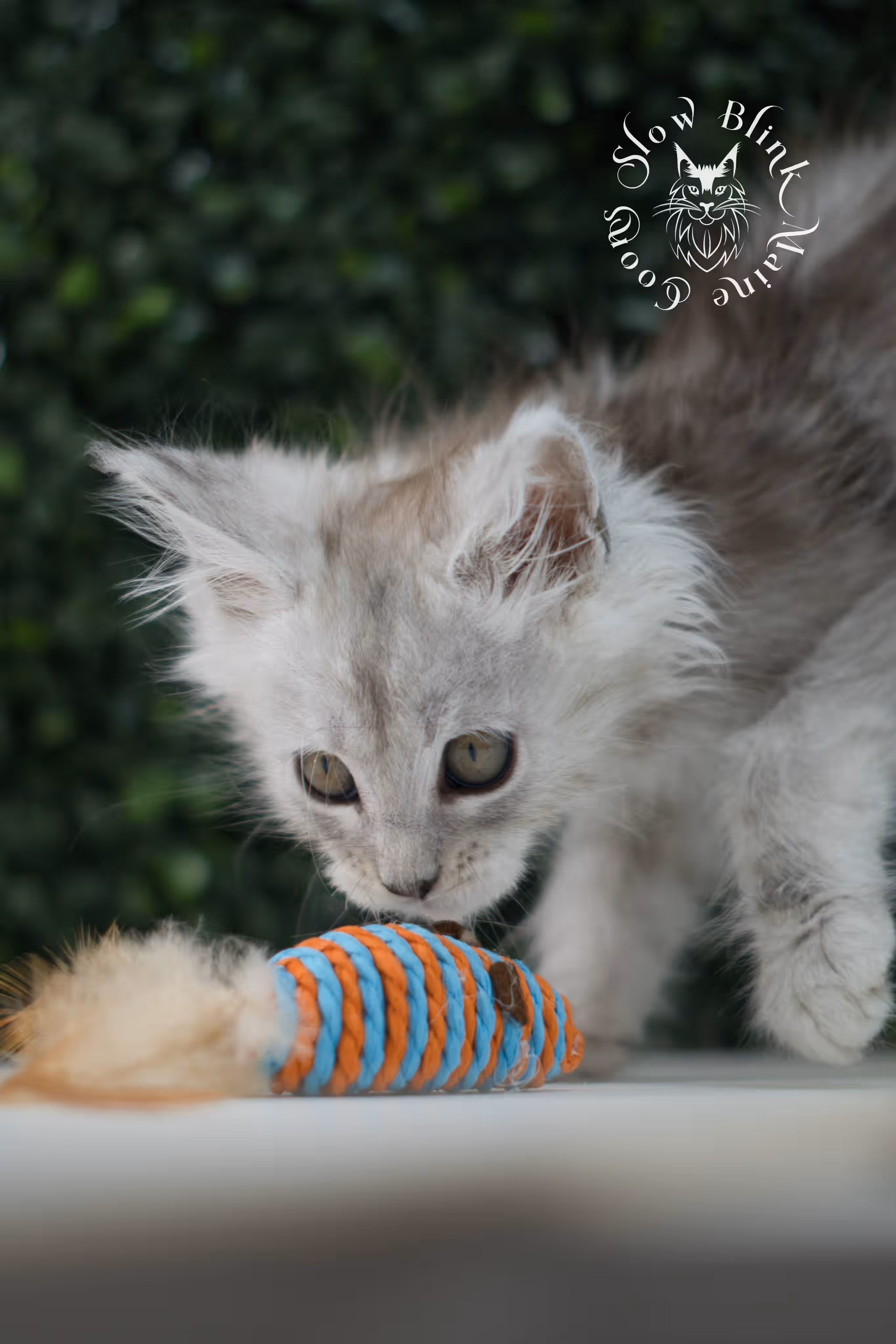 black high silver tabby | maine coon kitten | ems code mcp ns 25 | taken jul 23 2025 | poly | age 6 weeks | male | named xander High Silver Maine Coon Kittens > black high silver tabby | maine coon kitten | ems code mcp ns 25 | taken jul 23 2025 | poly | age 6 weeks | male | named xander | idx 02