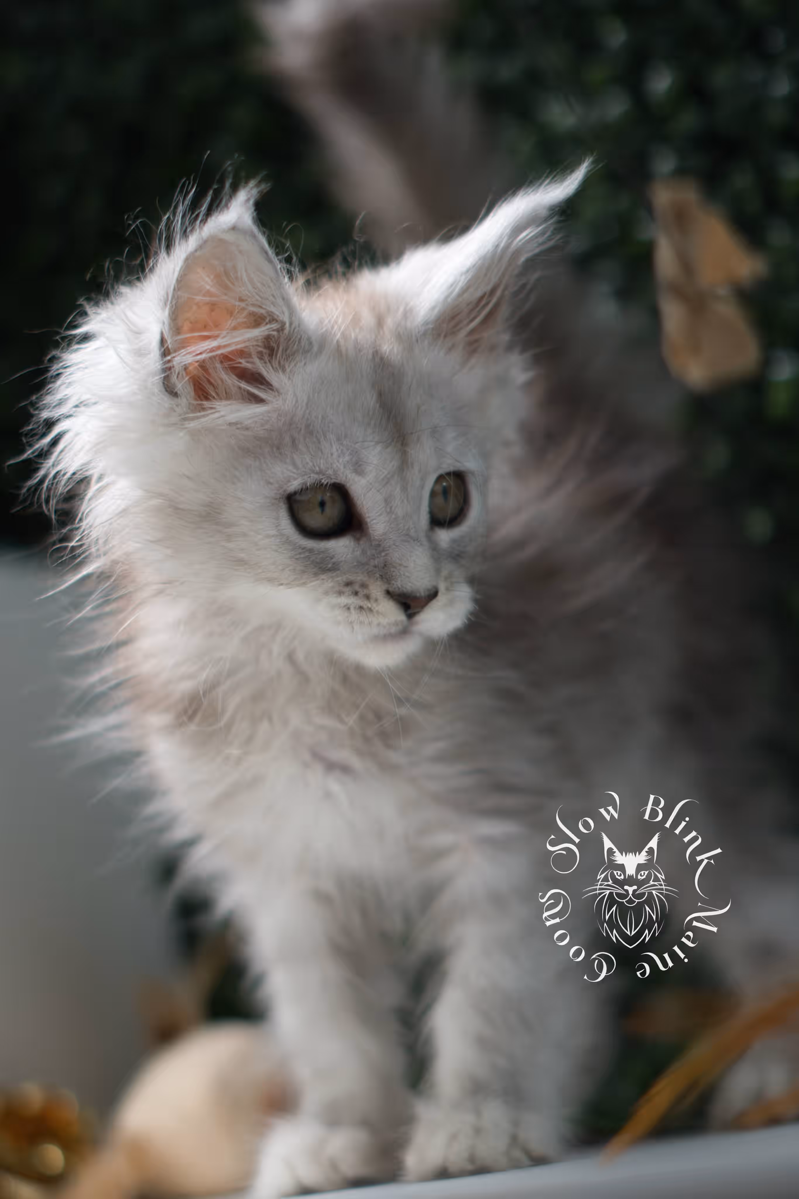 black high silver tabby | maine coon kitten | ems code mcp ns 25 | taken jul 23 2025 | poly | age 6 weeks | male | named xander High Silver Maine Coon Kittens > black high silver tabby | maine coon kitten | ems code mcp ns 25 | taken jul 23 2025 | poly | age 6 weeks | male | named xander | idx 03