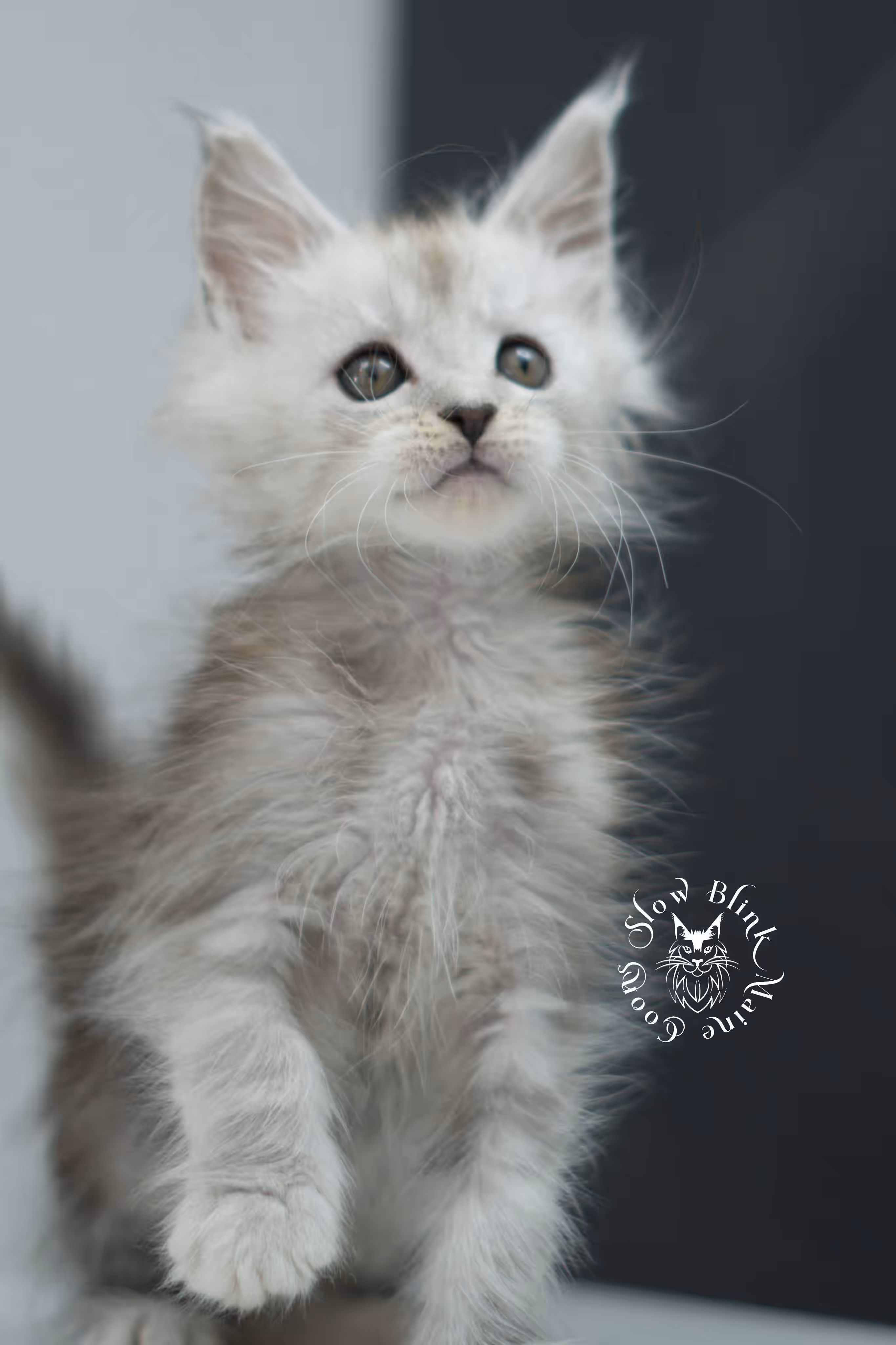 black high silver tabby | maine coon kitten | ems code mcp ns 25 | taken jul 23 2025 | poly | age 6 weeks | male | named xander High Silver Maine Coon Kittens > black high silver tabby | maine coon kitten | ems code mcp ns 25 | taken jul 23 2025 | poly | age 6 weeks | male | named xander | idx 07