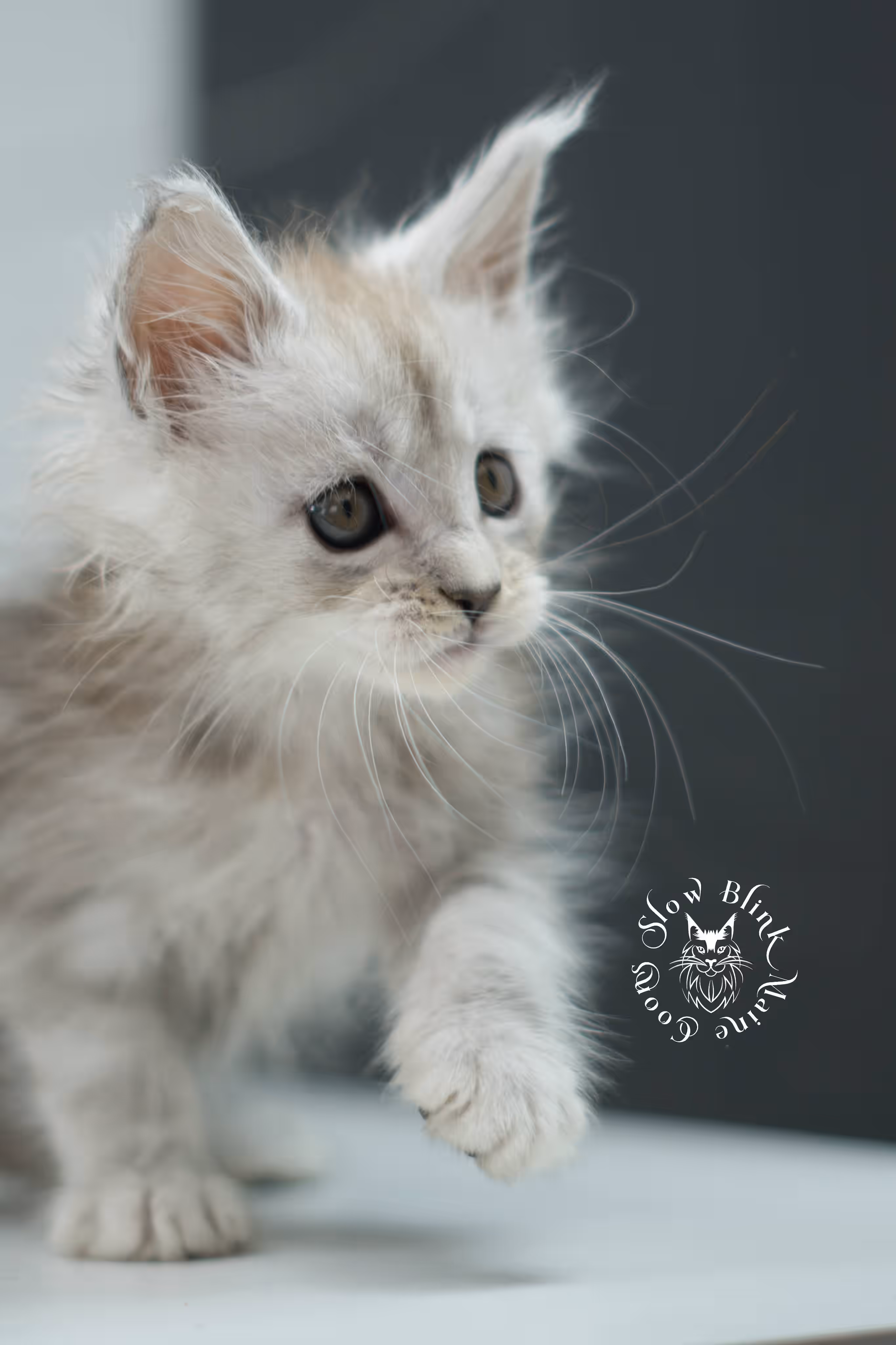 black high silver tabby | maine coon kitten | ems code mcp ns 25 | taken jul 23 2025 | poly | age 6 weeks | male | named xander High Silver Maine Coon Kittens > black high silver tabby | maine coon kitten | ems code mcp ns 25 | taken jul 23 2025 | poly | age 6 weeks | male | named xander | idx 08