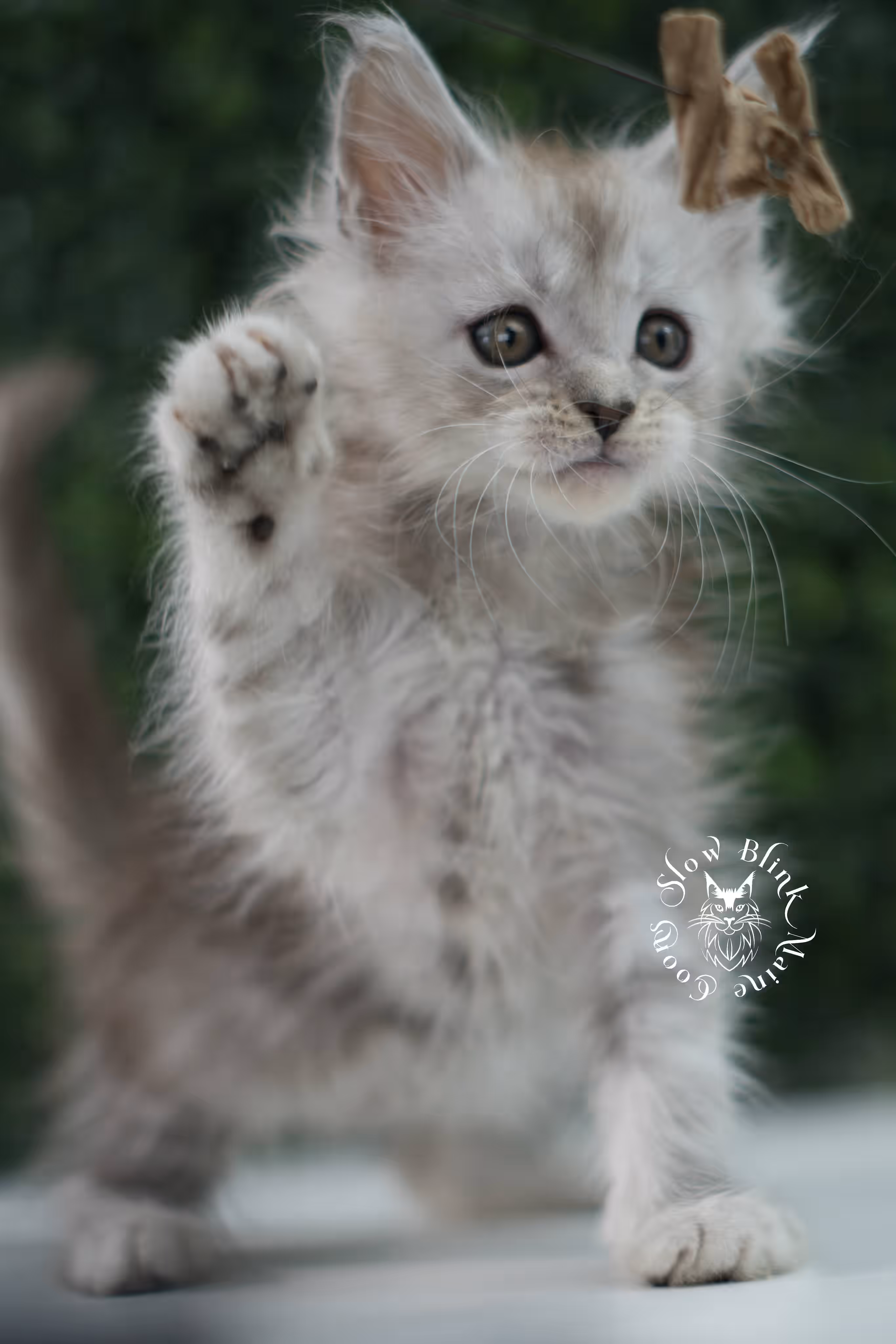black high silver tabby | maine coon kitten | ems code mcp ns 25 | taken jul 23 2025 | poly | age 6 weeks | male | named xander High Silver Maine Coon Kittens > black high silver tabby | maine coon kitten | ems code mcp ns 25 | taken jul 23 2025 | poly | age 6 weeks | male | named xander | idx 09