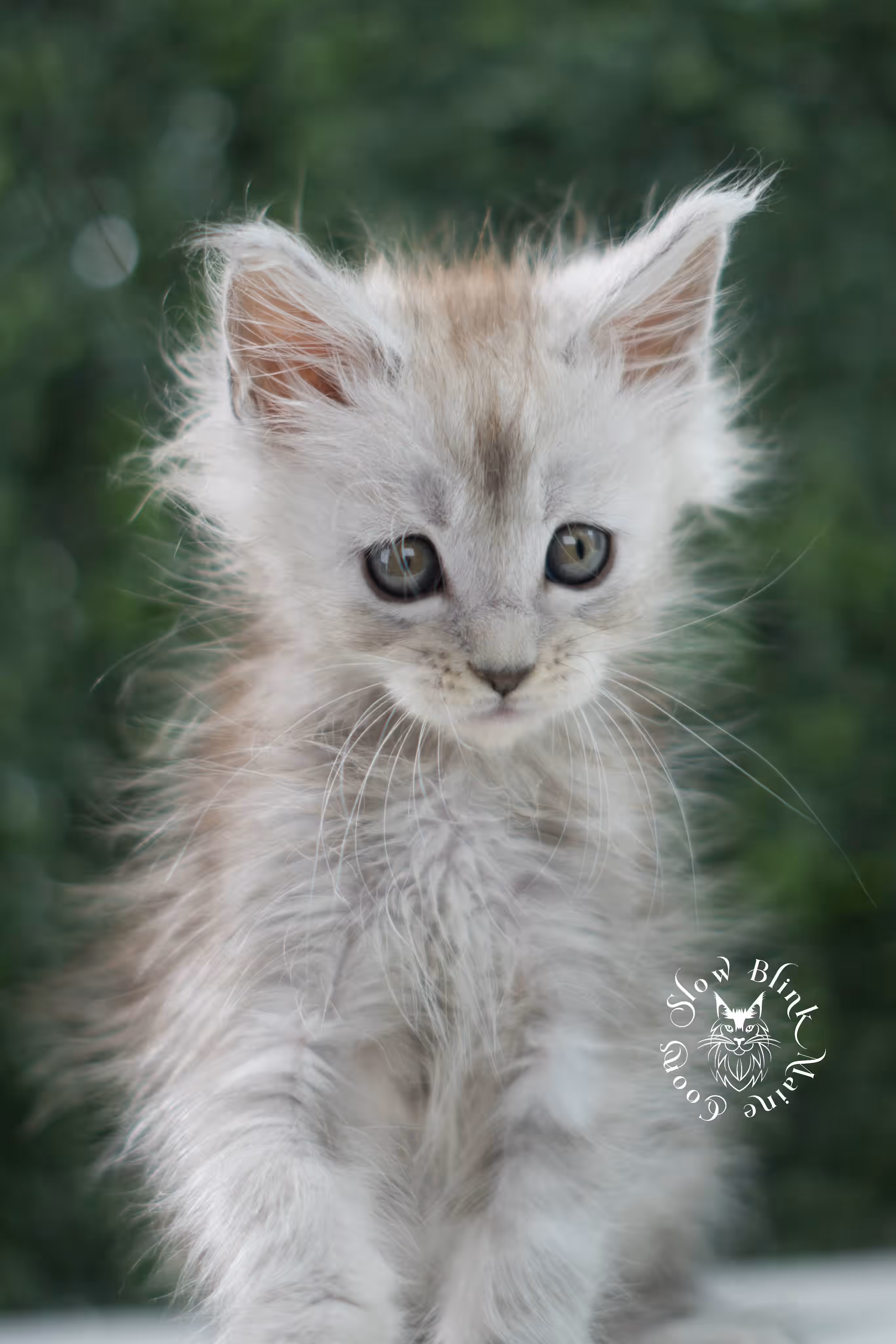 black high silver tabby | maine coon kitten | ems code mcp ns 25 | taken jul 23 2025 | poly | age 6 weeks | male | named xander High Silver Maine Coon Kittens > black high silver tabby | maine coon kitten | ems code mcp ns 25 | taken jul 23 2025 | poly | age 6 weeks | male | named xander | idx 10