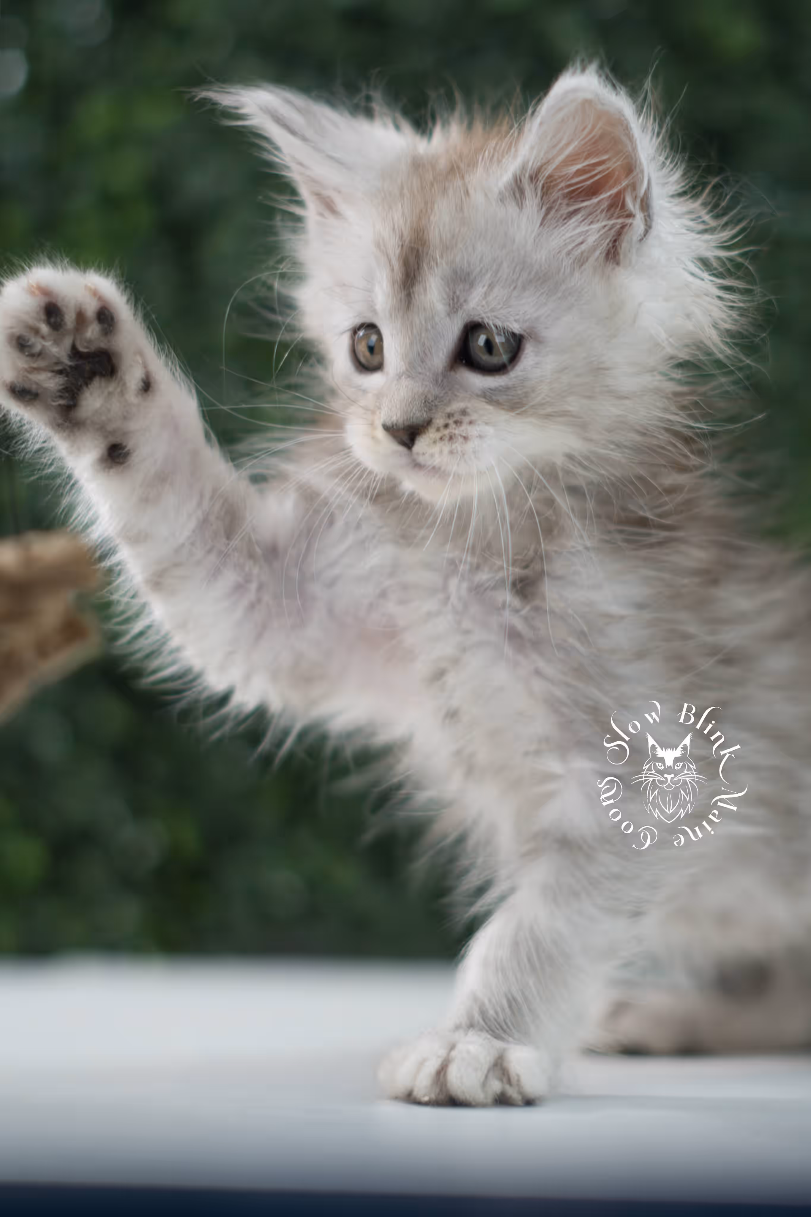 black high silver tabby | maine coon kitten | ems code mcp ns 25 | taken jul 23 2025 | poly | age 6 weeks | male | named xander High Silver Maine Coon Kittens > black high silver tabby | maine coon kitten | ems code mcp ns 25 | taken jul 23 2025 | poly | age 6 weeks | male | named xander | idx 11