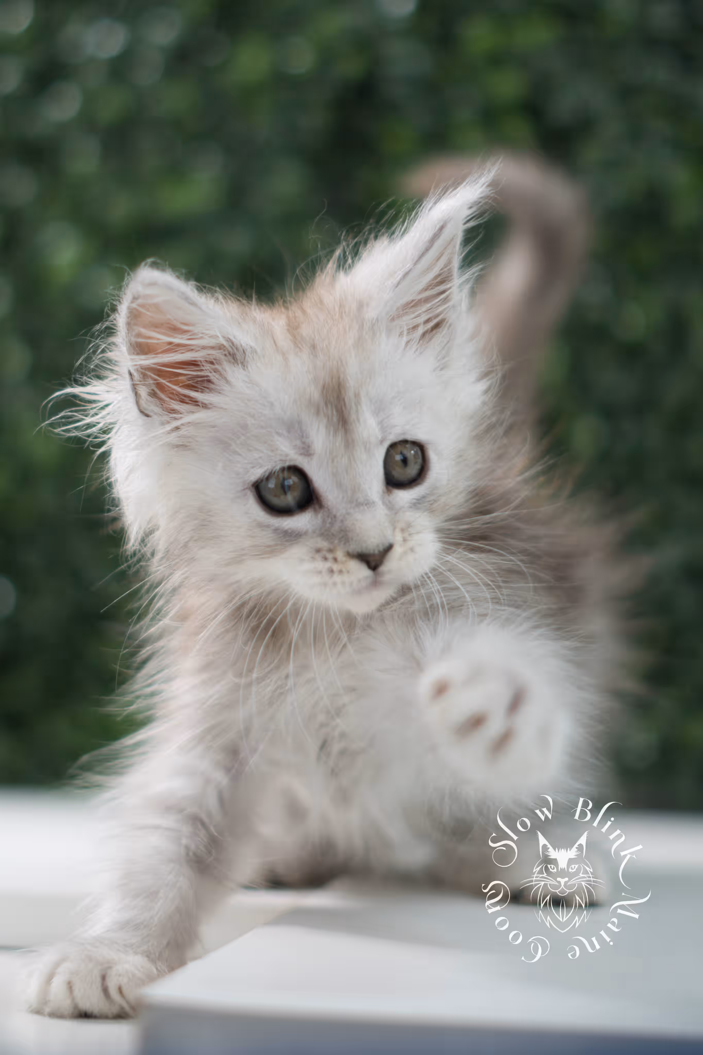 black high silver tabby | maine coon kitten | ems code mcp ns 25 | taken jul 23 2025 | poly | age 6 weeks | male | named xander High Silver Maine Coon Kittens > black high silver tabby | maine coon kitten | ems code mcp ns 25 | taken jul 23 2025 | poly | age 6 weeks | male | named xander | idx 12