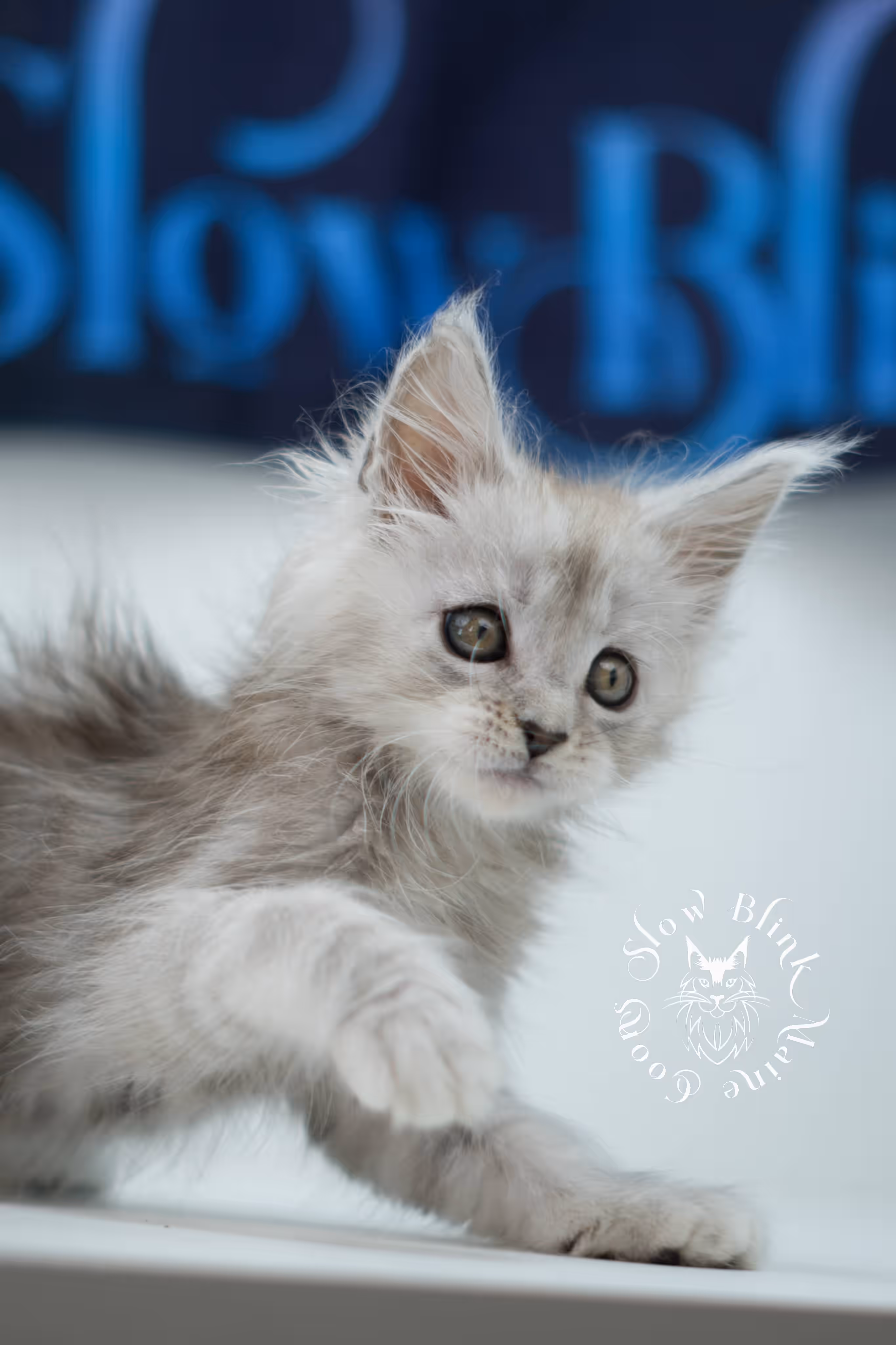 black high silver tabby | maine coon kitten | ems code mcp ns 25 | taken jul 23 2025 | poly | age 6 weeks | male | named xander High Silver Maine Coon Kittens > black high silver tabby | maine coon kitten | ems code mcp ns 25 | taken jul 23 2025 | poly | age 6 weeks | male | named xander | idx 14