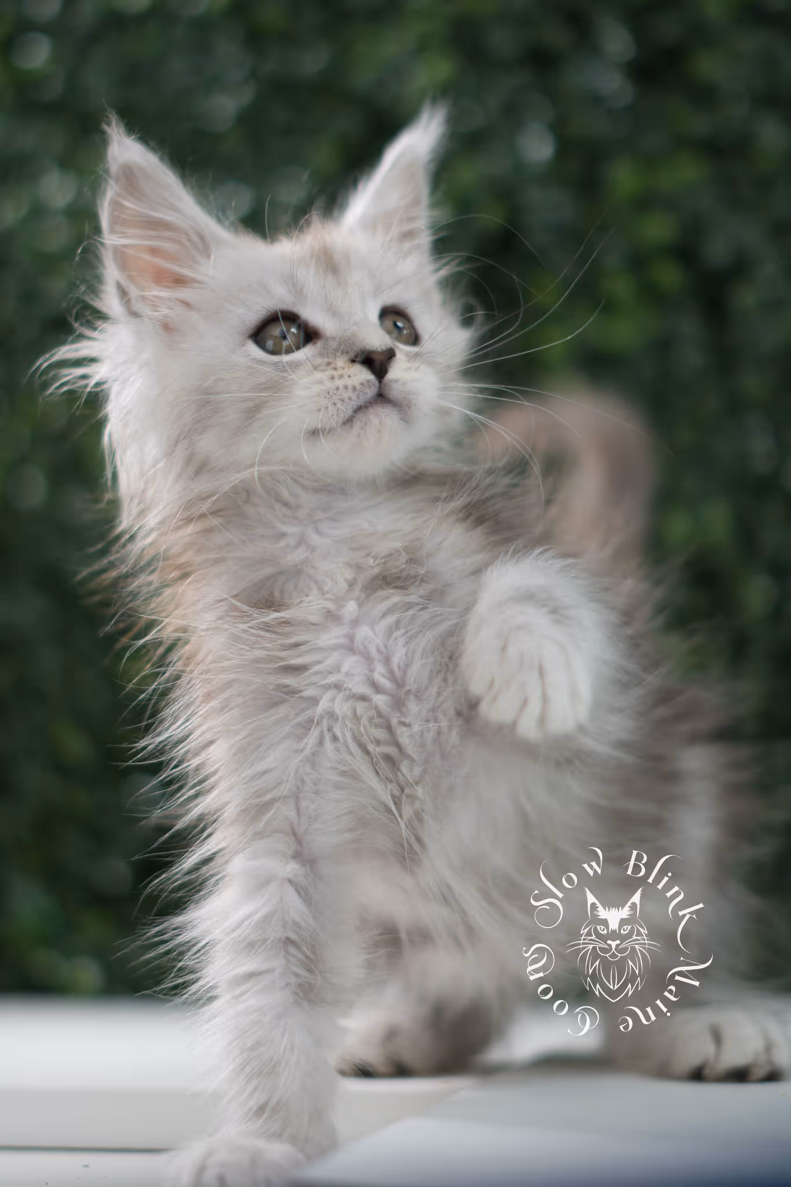 black high silver tabby | maine coon kitten | ems code mcp ns 25 | taken jul 23 2025 | poly | age 6 weeks | male | named xander High Silver Maine Coon Kittens > black high silver tabby | maine coon kitten | ems code mcp ns 25 | taken jul 23 2025 | poly | age 6 weeks | male | named xander | idx 15