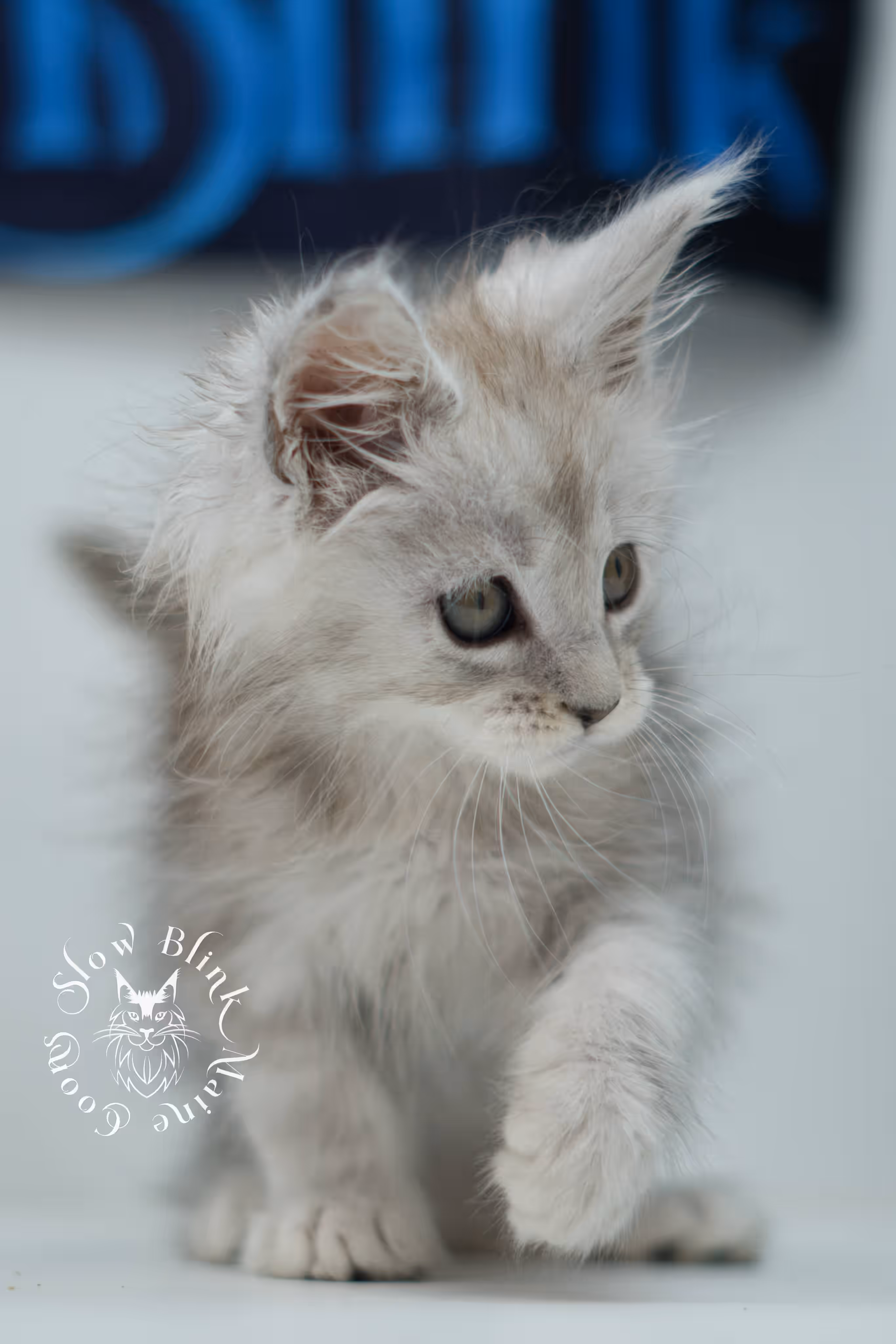 black high silver tabby | maine coon kitten | ems code mcp ns 25 | taken jul 23 2025 | poly | age 6 weeks | male | named xander High Silver Maine Coon Kittens > black high silver tabby | maine coon kitten | ems code mcp ns 25 | taken jul 23 2025 | poly | age 6 weeks | male | named xander | idx 16