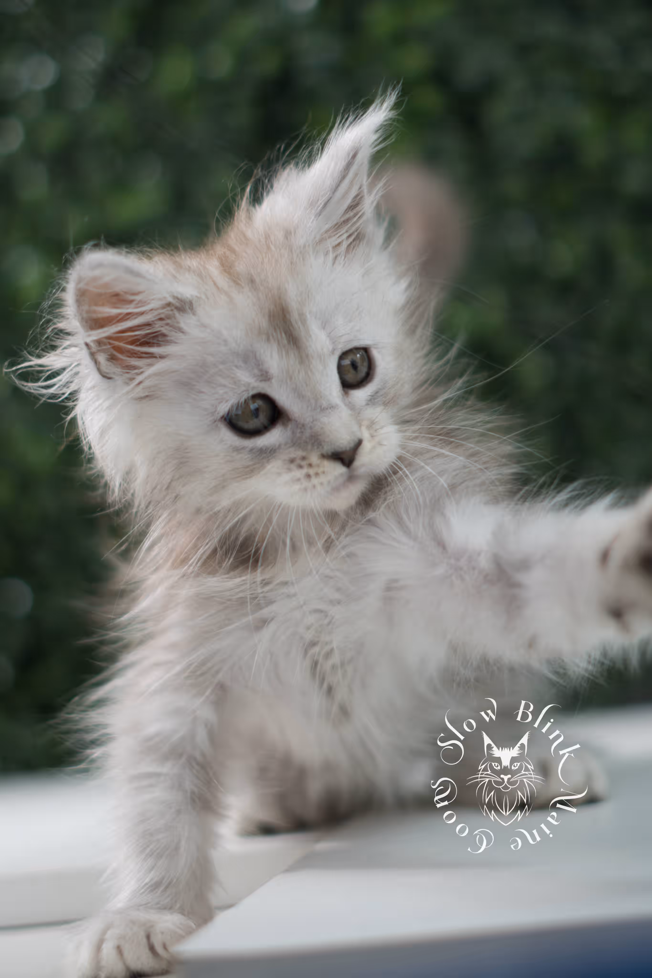 black high silver tabby | maine coon kitten | ems code mcp ns 25 | taken jul 23 2025 | poly | age 6 weeks | male | named xander High Silver Maine Coon Kittens > black high silver tabby | maine coon kitten | ems code mcp ns 25 | taken jul 23 2025 | poly | age 6 weeks | male | named xander | idx 17