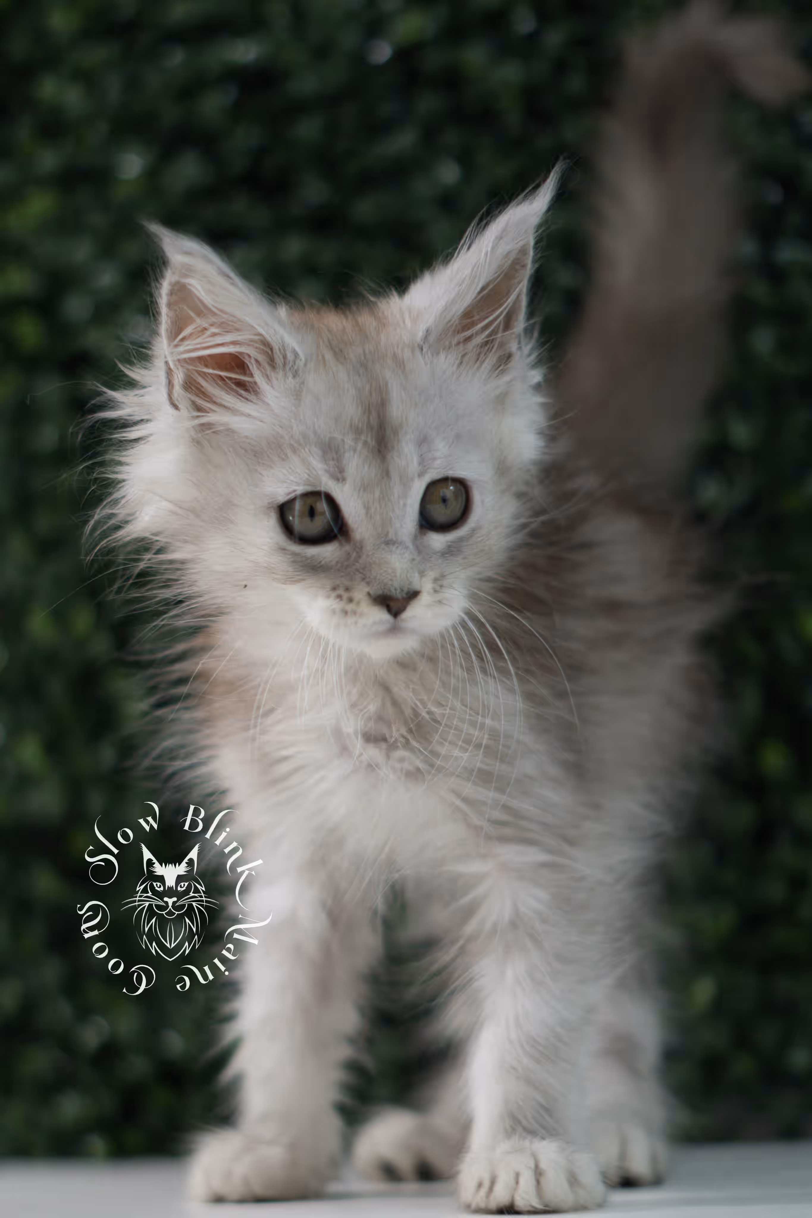 black high silver tabby | maine coon kitten | ems code mcp ns 25 | taken jul 23 2025 | poly | age 6 weeks | male | named xander High Silver Maine Coon Kittens > black high silver tabby | maine coon kitten | ems code mcp ns 25 | taken jul 23 2025 | poly | age 6 weeks | male | named xander | idx 18