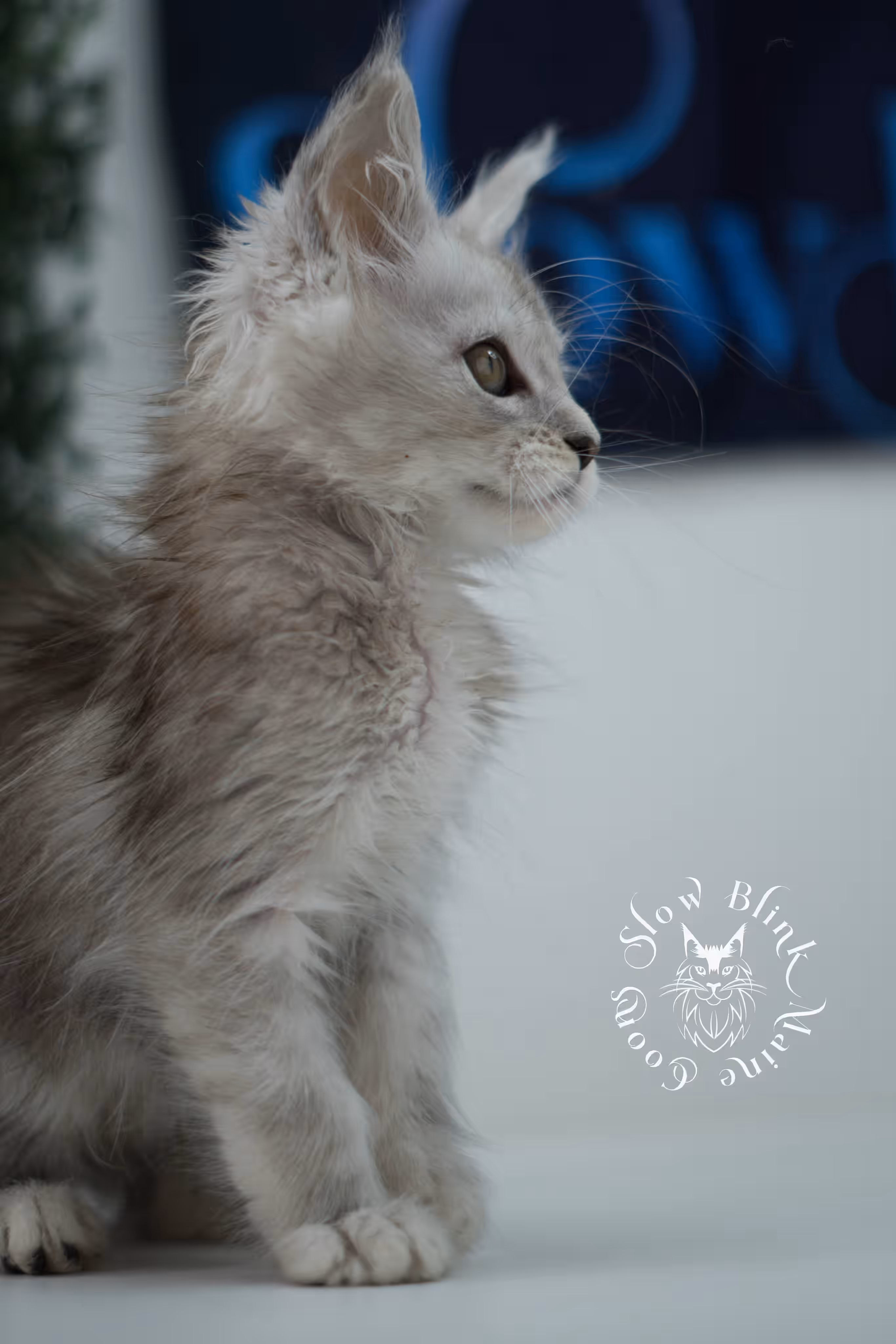 black high silver tabby | maine coon kitten | ems code mcp ns 25 | taken jul 23 2025 | poly | age 6 weeks | male | named xander High Silver Maine Coon Kittens > black high silver tabby | maine coon kitten | ems code mcp ns 25 | taken jul 23 2025 | poly | age 6 weeks | male | named xander | idx 20