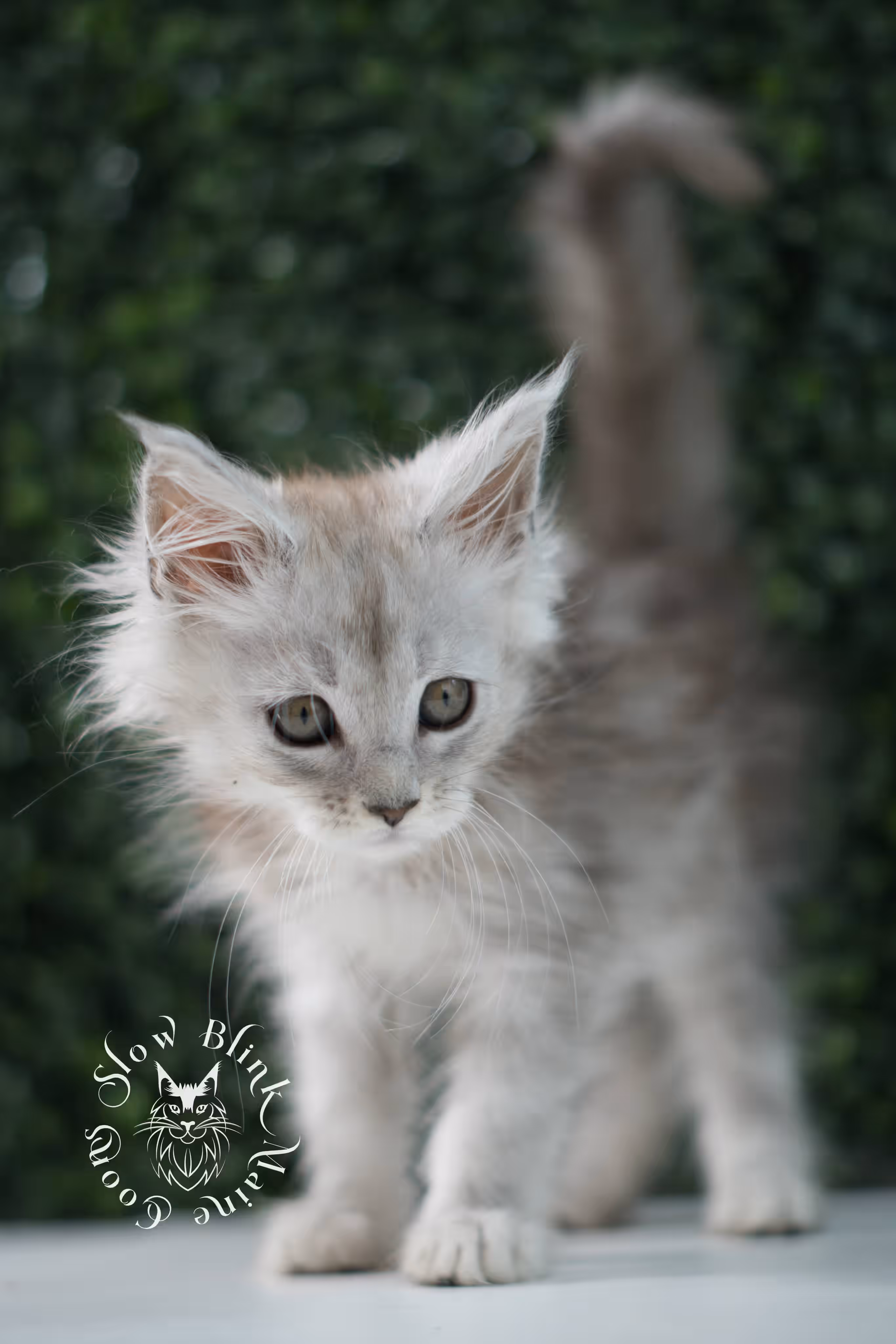black high silver tabby | maine coon kitten | ems code mcp ns 25 | taken jul 23 2025 | poly | age 6 weeks | male | named xander High Silver Maine Coon Kittens > black high silver tabby | maine coon kitten | ems code mcp ns 25 | taken jul 23 2025 | poly | age 6 weeks | male | named xander | idx 21