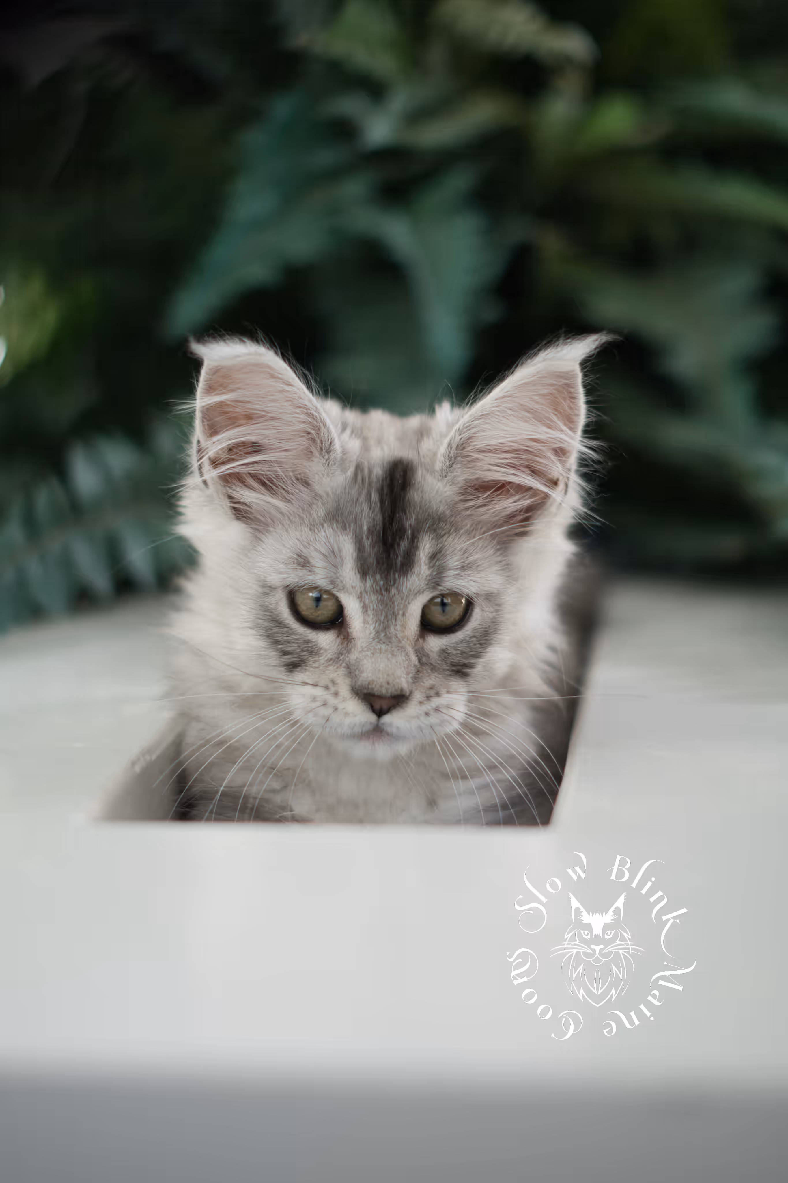 black high silver tabby | maine coon kitten | ems code mcp ns 25 | taken mar 2025 | poly | age 10 weeks | male High Silver Maine Coon Kittens > black high silver tabby | maine coon kitten | ems code mcp ns 25 | taken mar 2025 | poly | age 10 weeks | male | idx 01