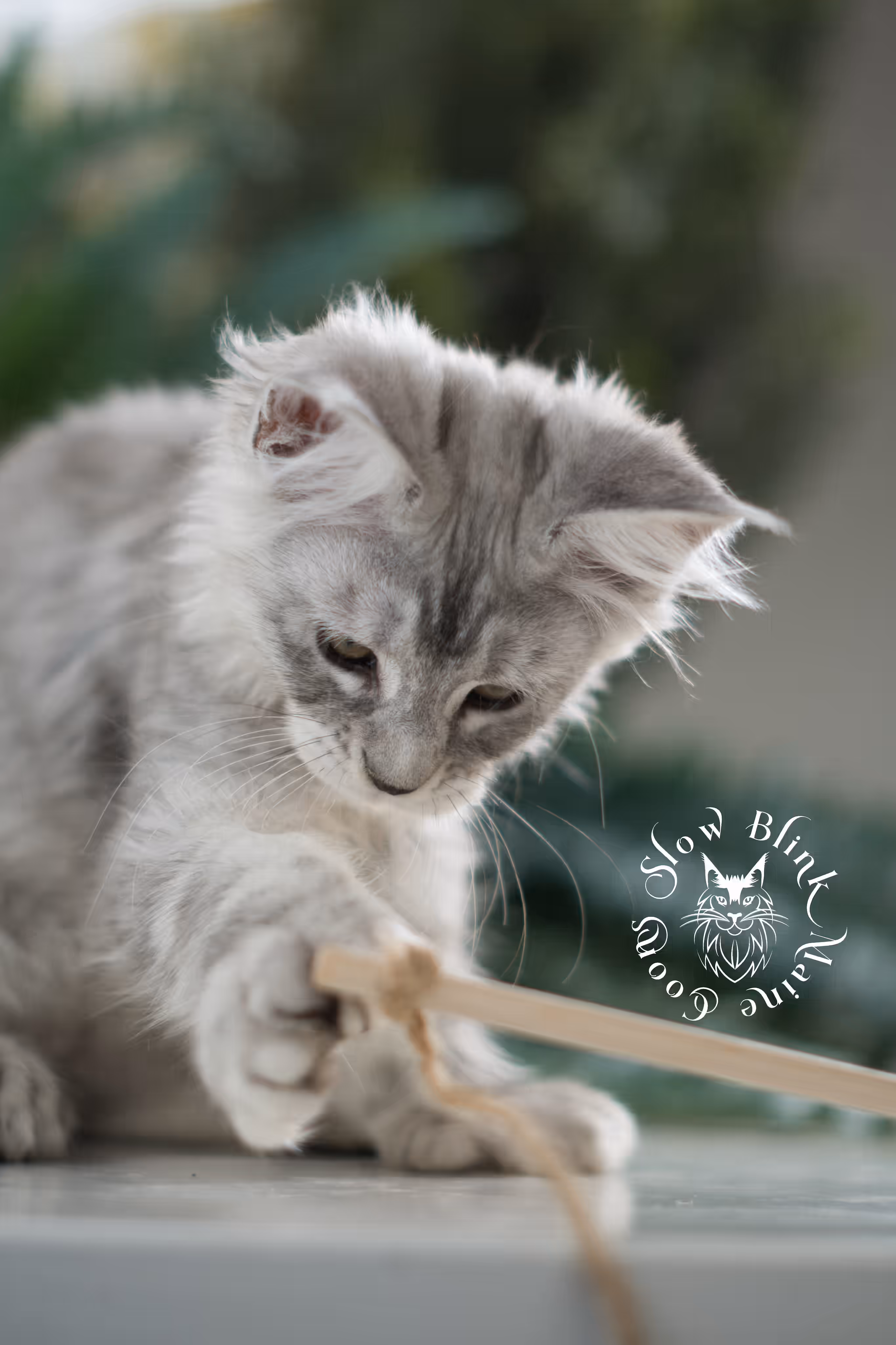 black high silver tabby | maine coon kitten | ems code mcp ns 25 | taken mar 2025 | poly | age 10 weeks | male High Silver Maine Coon Kittens > black high silver tabby | maine coon kitten | ems code mcp ns 25 | taken mar 2025 | poly | age 10 weeks | male | idx 02