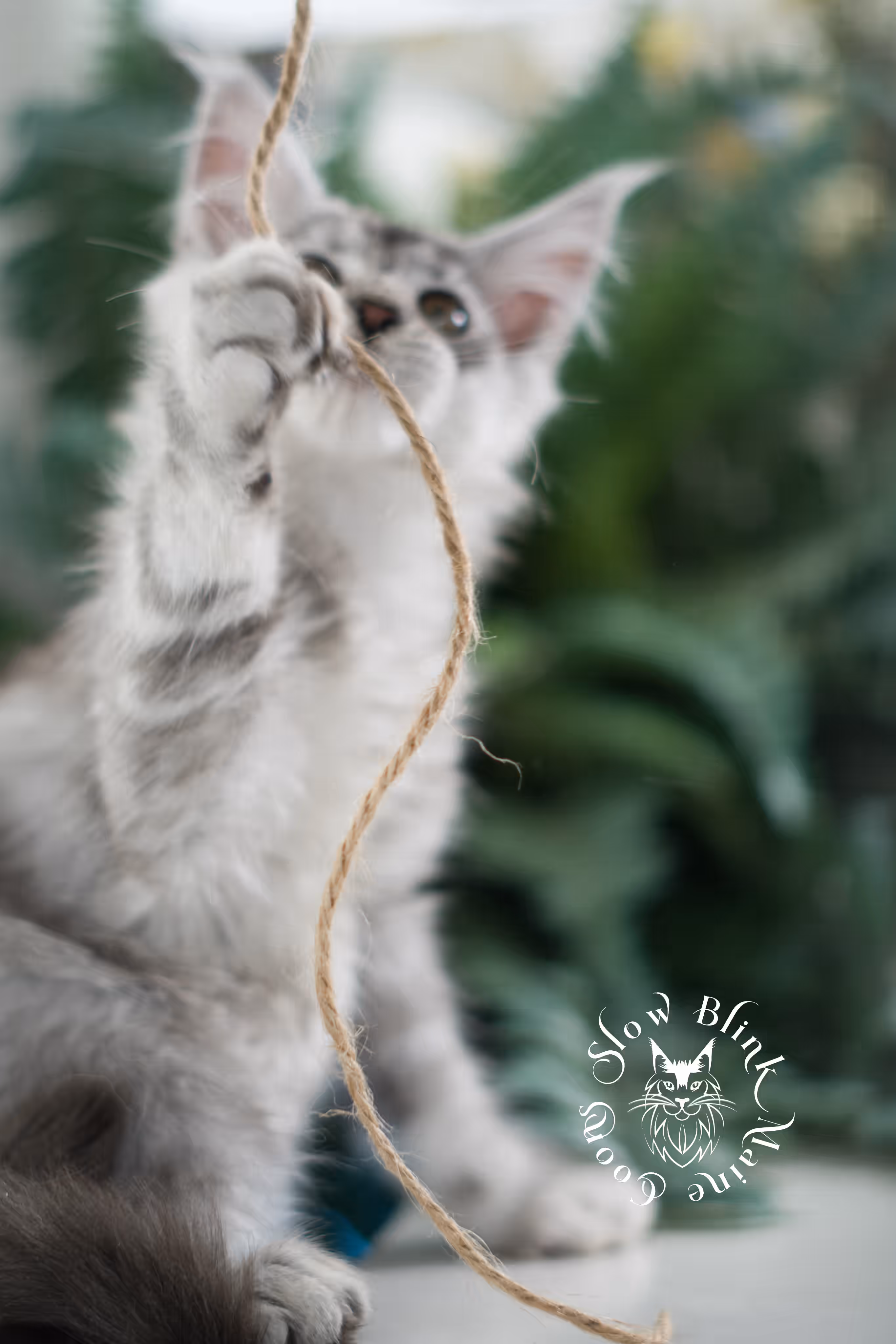 black high silver tabby | maine coon kitten | ems code mcp ns 25 | taken mar 2025 | poly | age 10 weeks | male High Silver Maine Coon Kittens > black high silver tabby | maine coon kitten | ems code mcp ns 25 | taken mar 2025 | poly | age 10 weeks | male | idx 04
